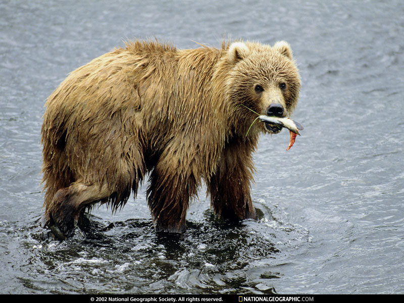 Brown Bear Photo Of The Day Picture Photography Wallpaper