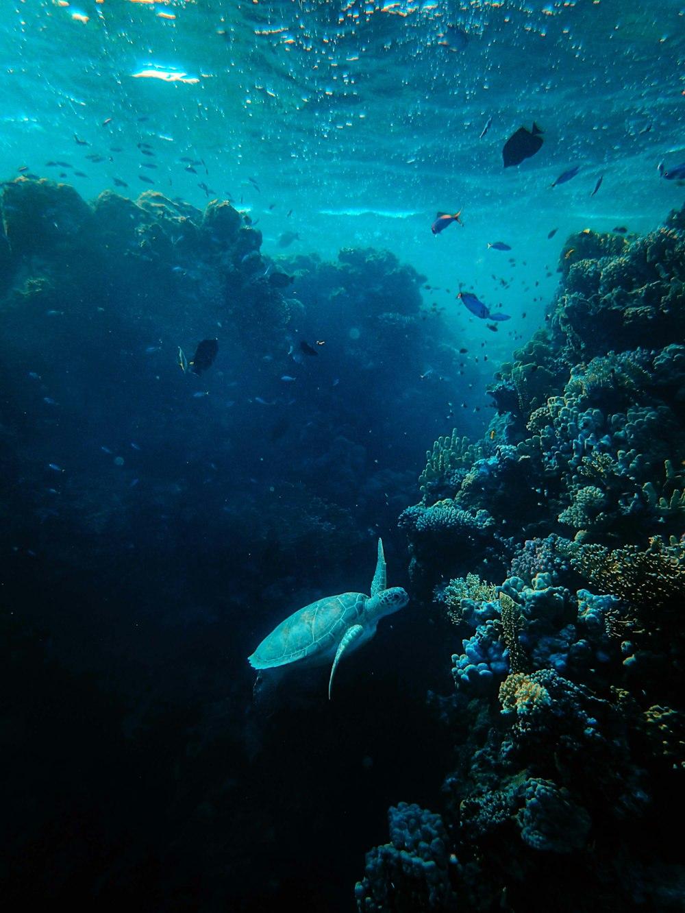 Ocean Fish Pictures Image