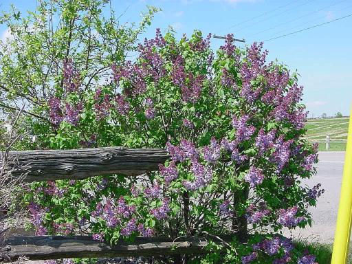 Lilac Tree Pictures 1   Lilac Tree Pictures 2 512x384