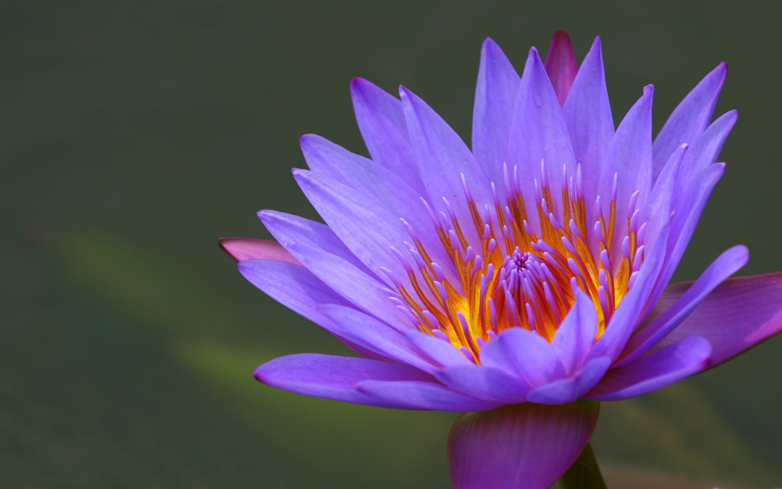 HD Wallpaper Nature Flowers Nenuphar Water Lily