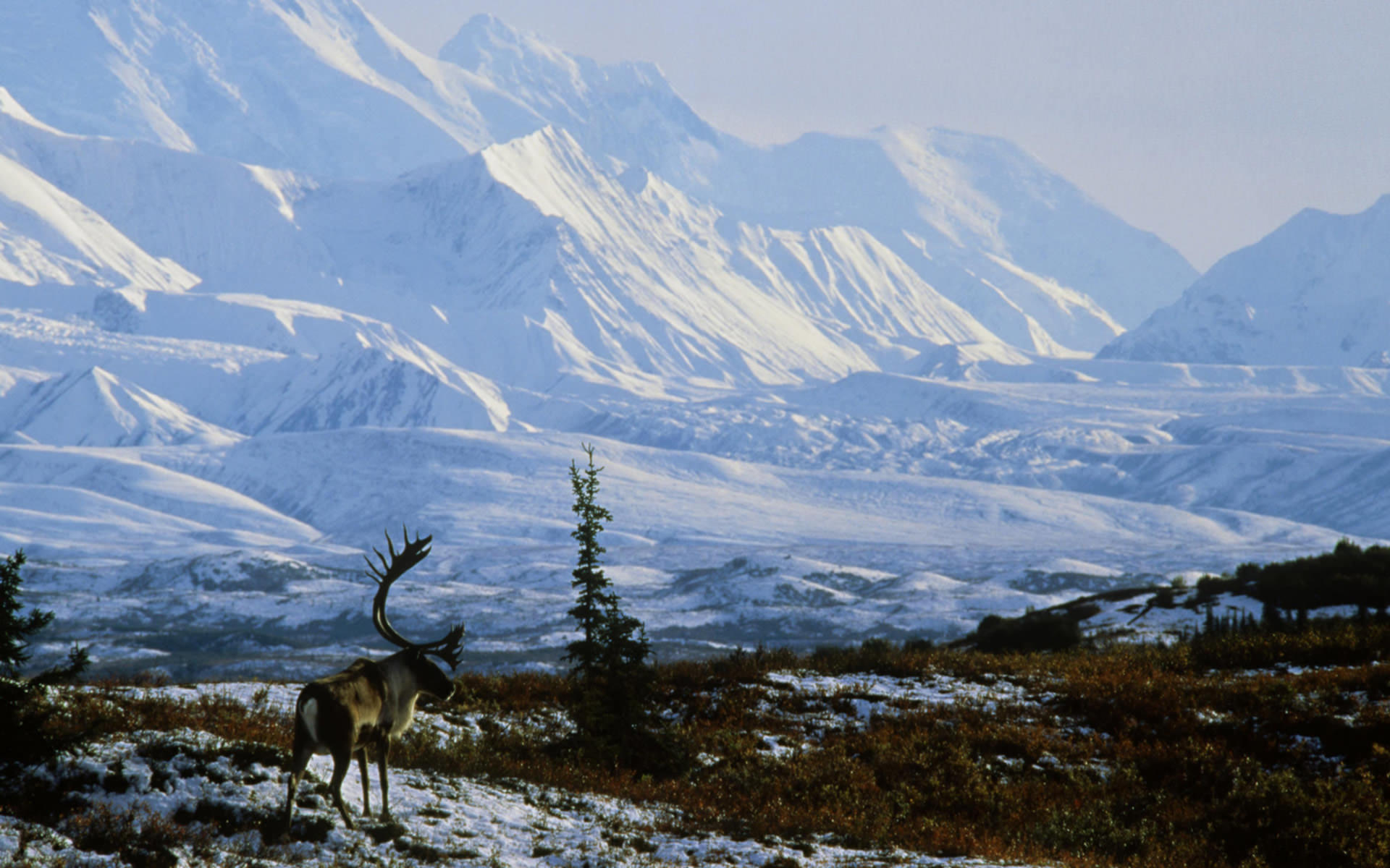 Winter Desktop Wallpaper Background Nature