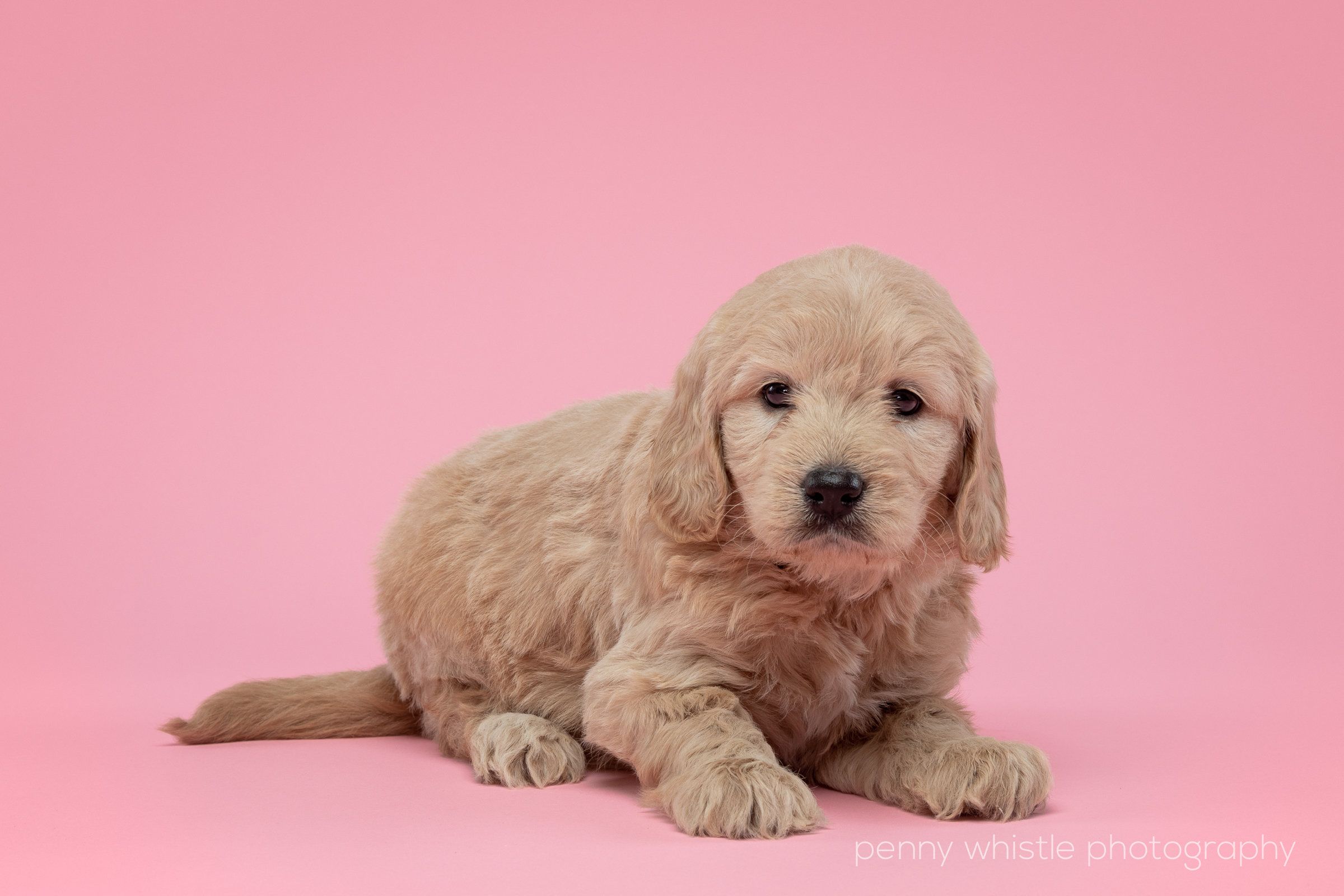Pink Dog Wallpaper