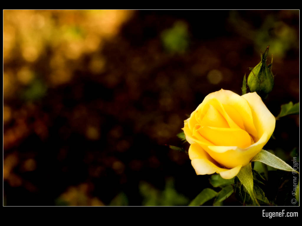 Yellow Rose Hd Wallpapers For Mobile