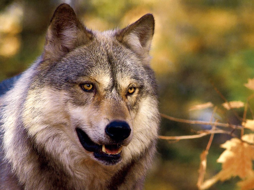 Wolf Wallpaper Wolves Image And Animal Desktop Background