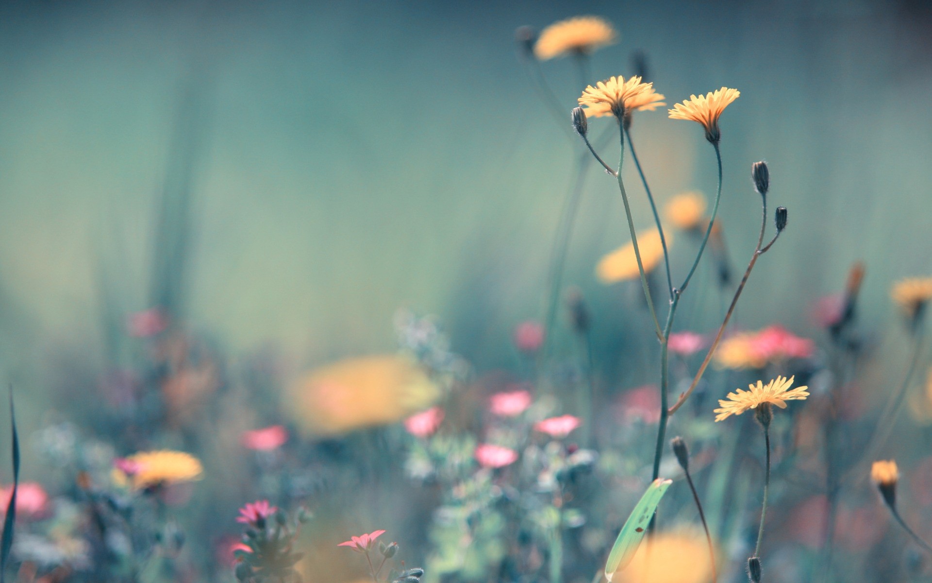 Serene Nature Flower HD Wallpaper