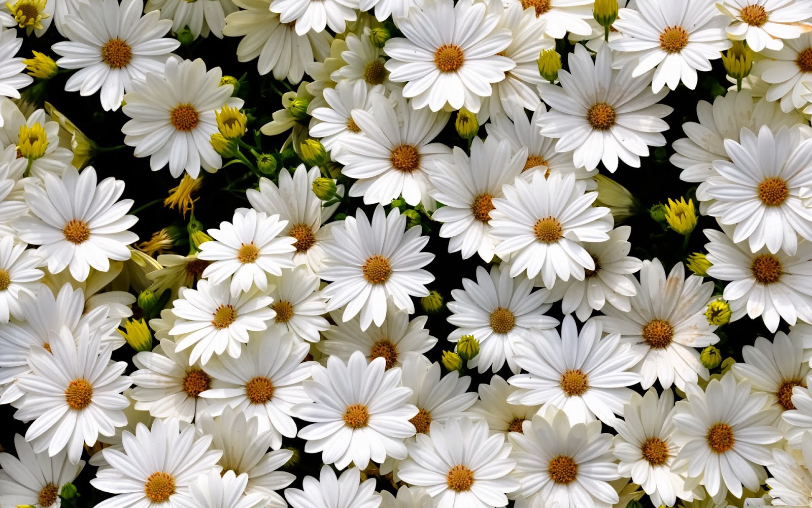 Many White Daisy Flowers Arrangement Jpg Pure Flower
