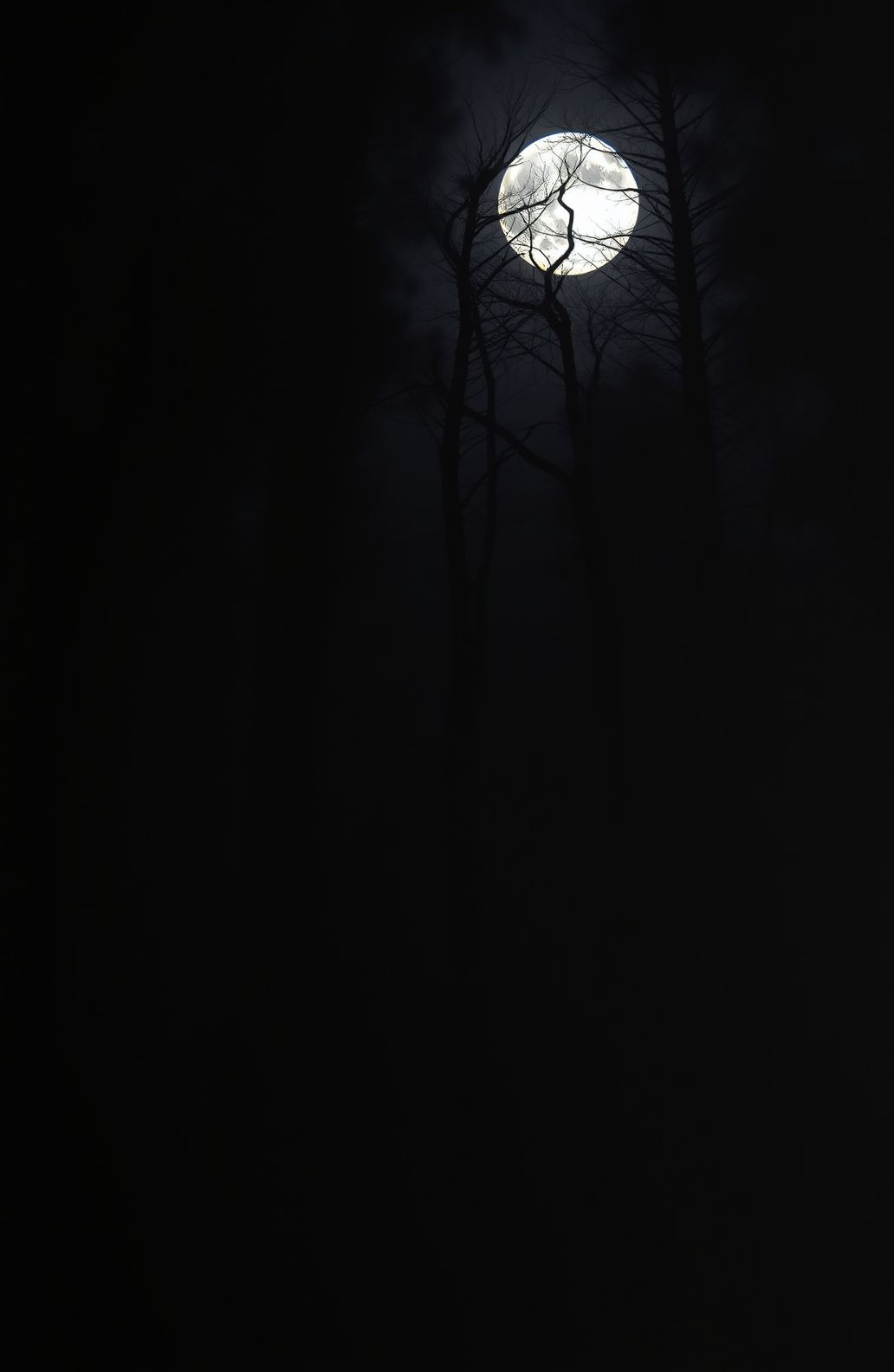 Dark Forest With Moon Wallpaper