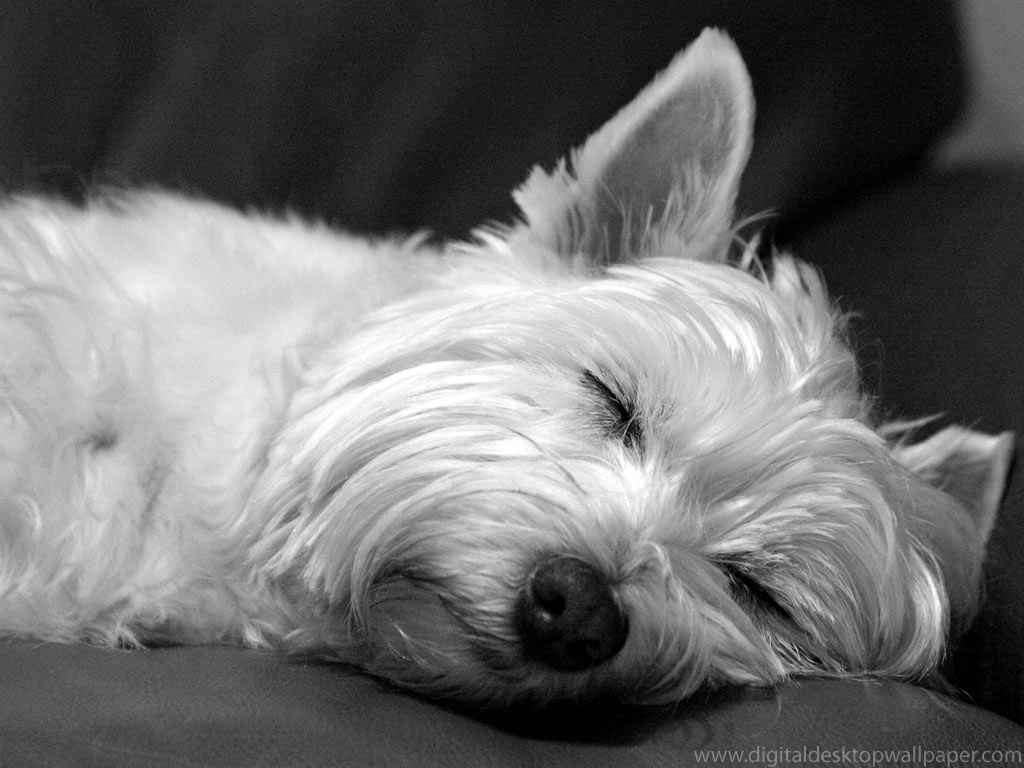 Funny Cute Westie Dogs Image Pictures Animals