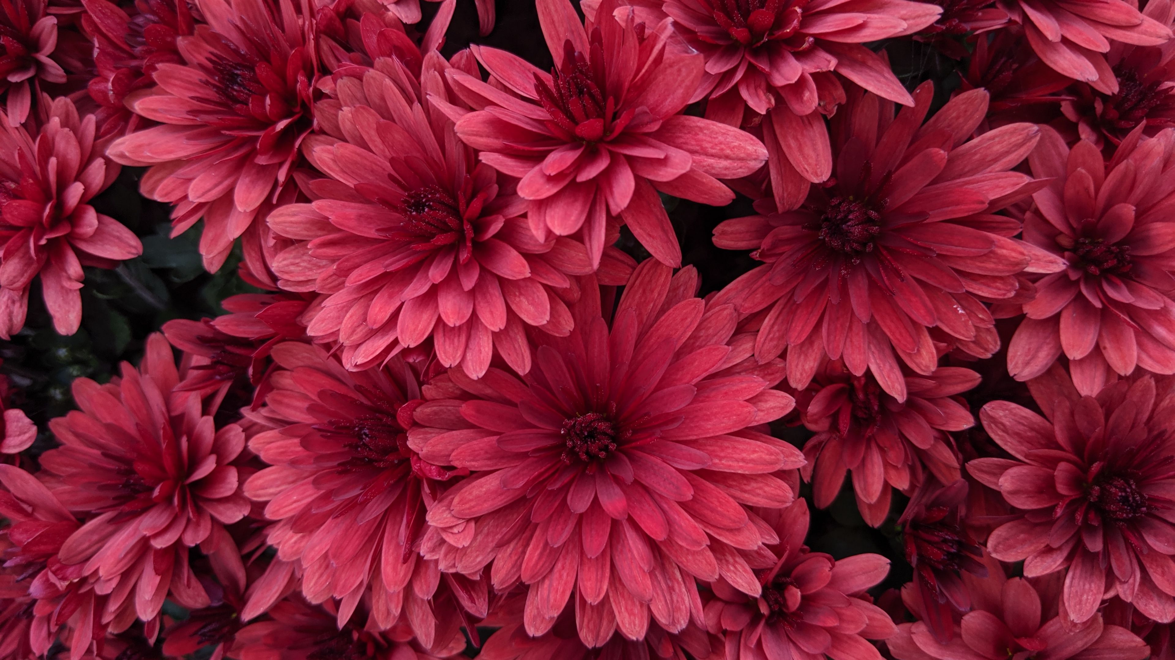 Dahlias Flowers Pink Bloom 4k HD Wallpaper