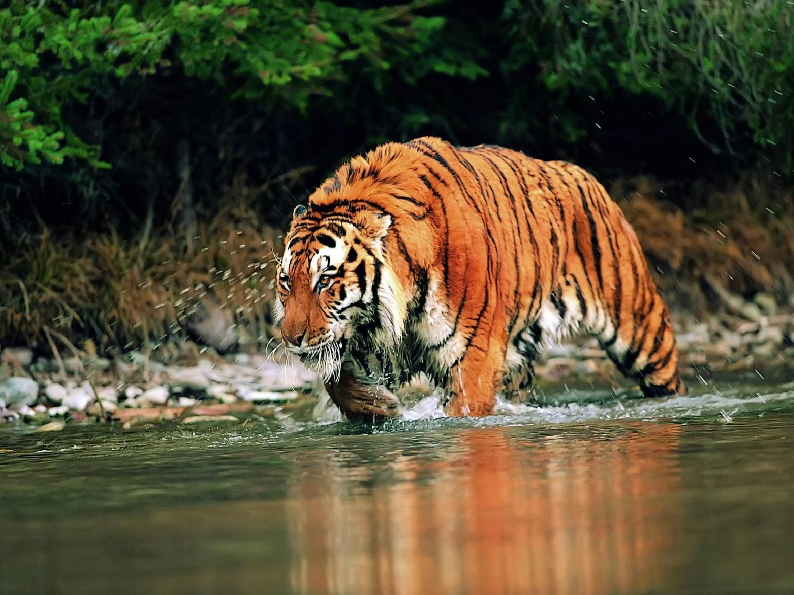 Animals Siberian Tiger Desktop Wallpaper Nr By Striker
