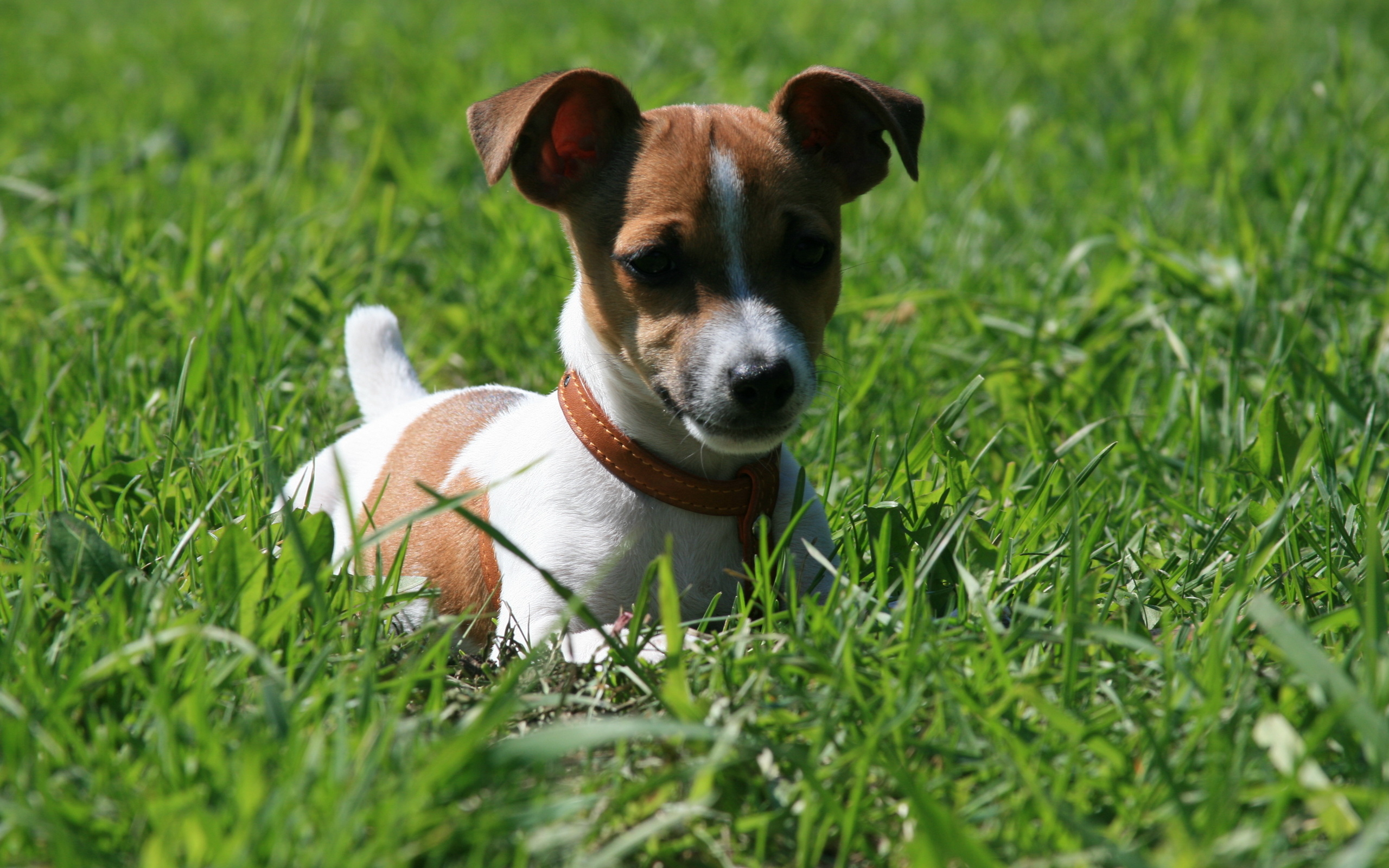 Jack Russell Terrier Wallpaper And Image Pictures