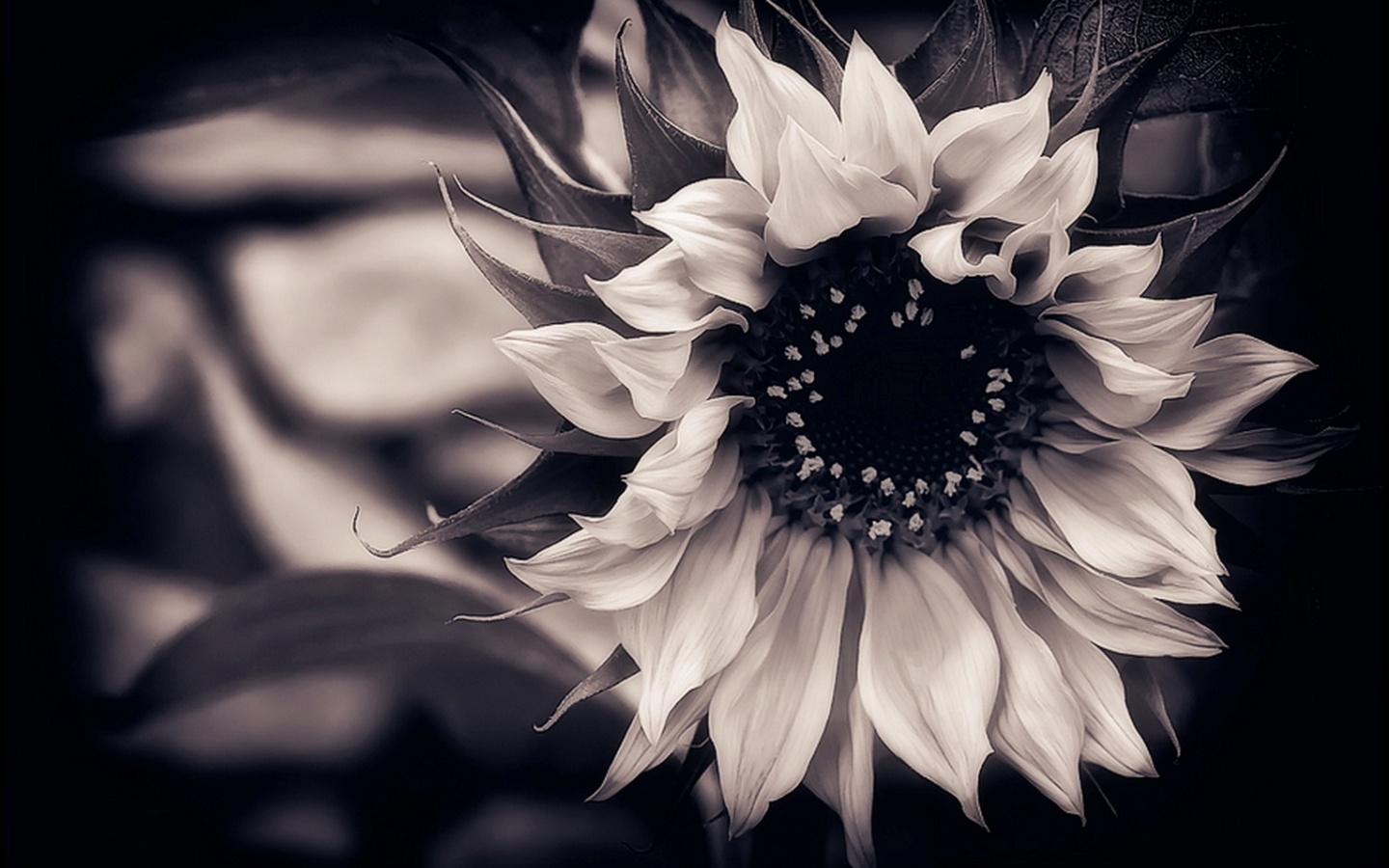 Black And White Flower Wallpaper Html