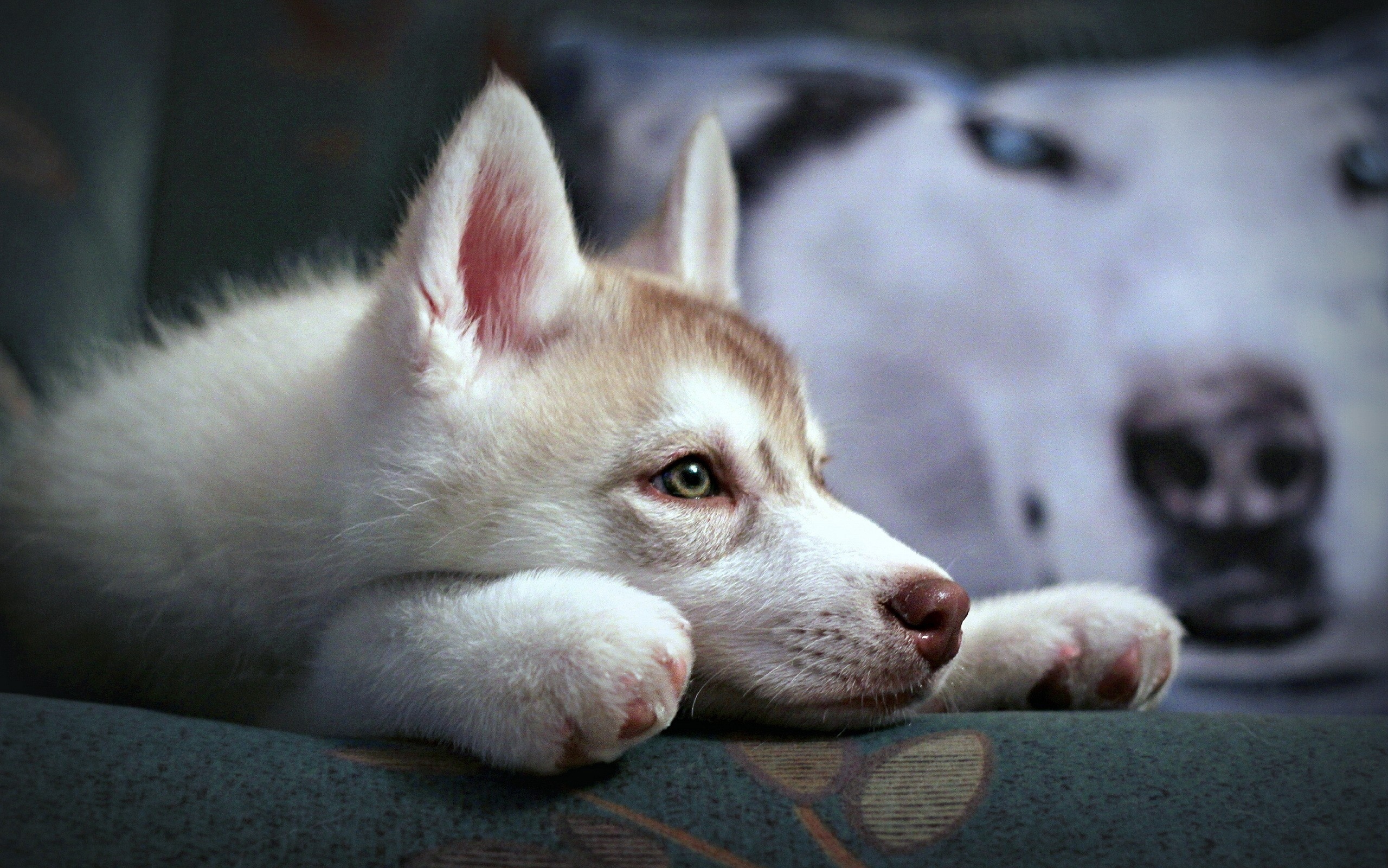 Puppy Husky Sadness Suspense Loyalty Face Stock Photos