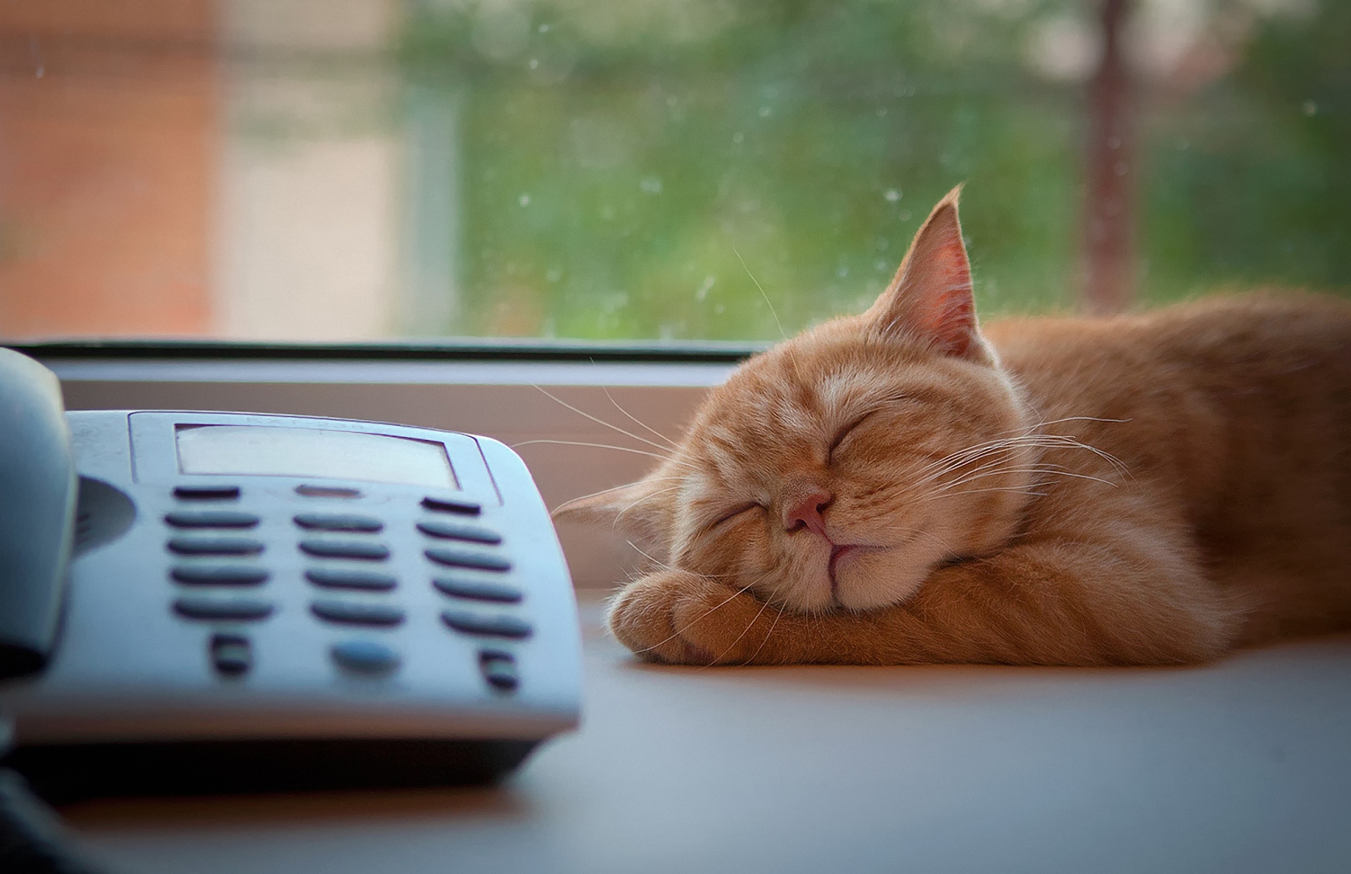 Cat Phone Sleep Window Sill Waiting   Free Stock Photos Images