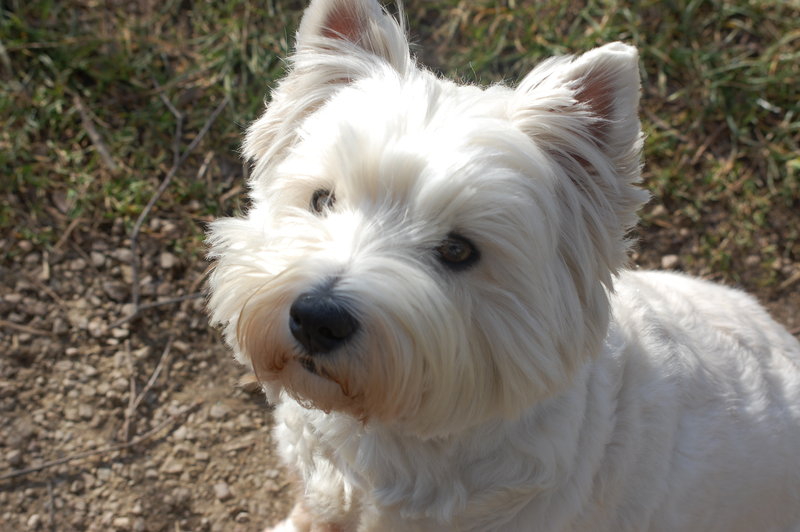 Westie Cutest Dogs Pictures HD Background Image
