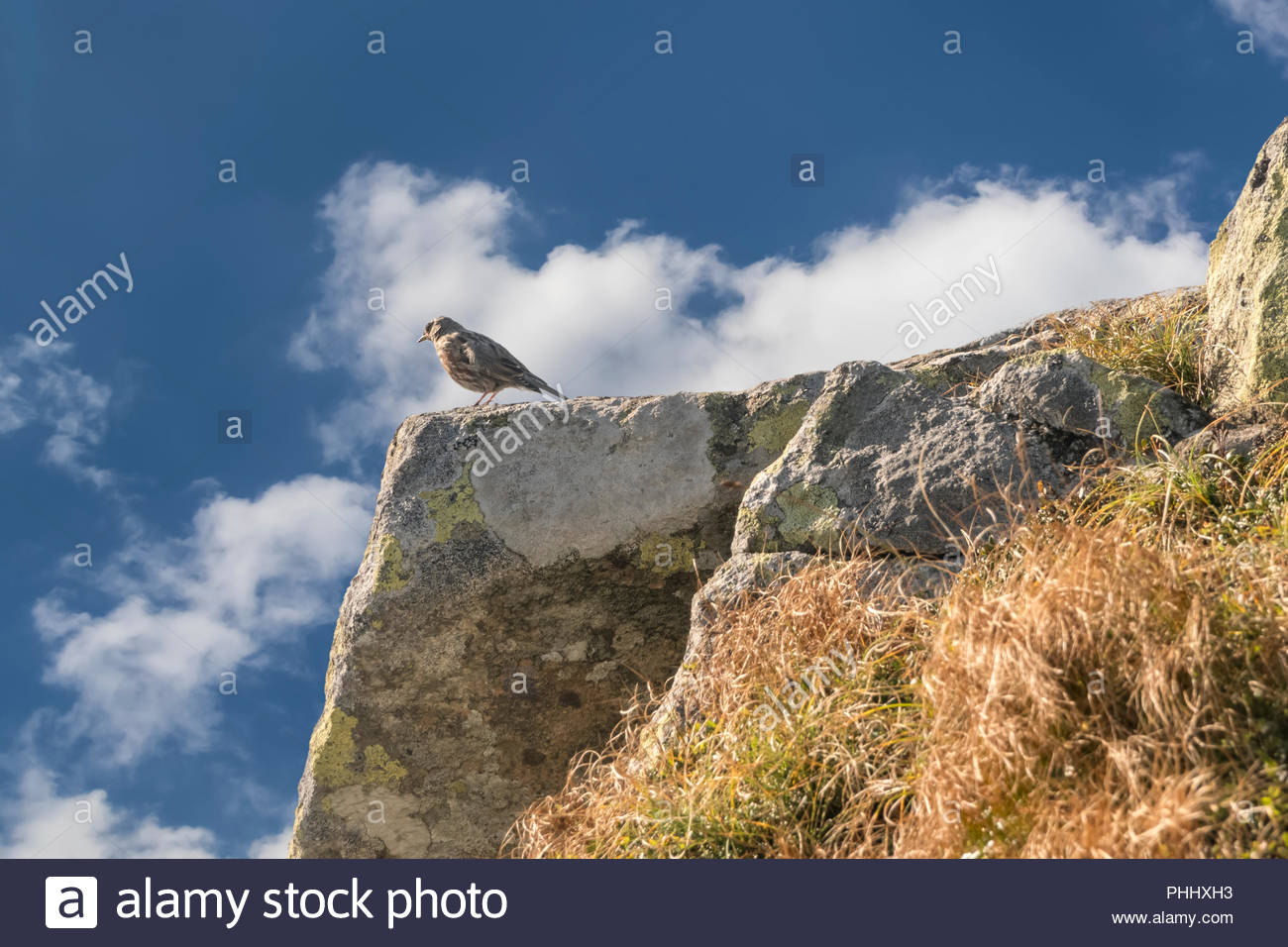 Bird Pipit On A Mountaintop In The Background Of Cloudy Sky