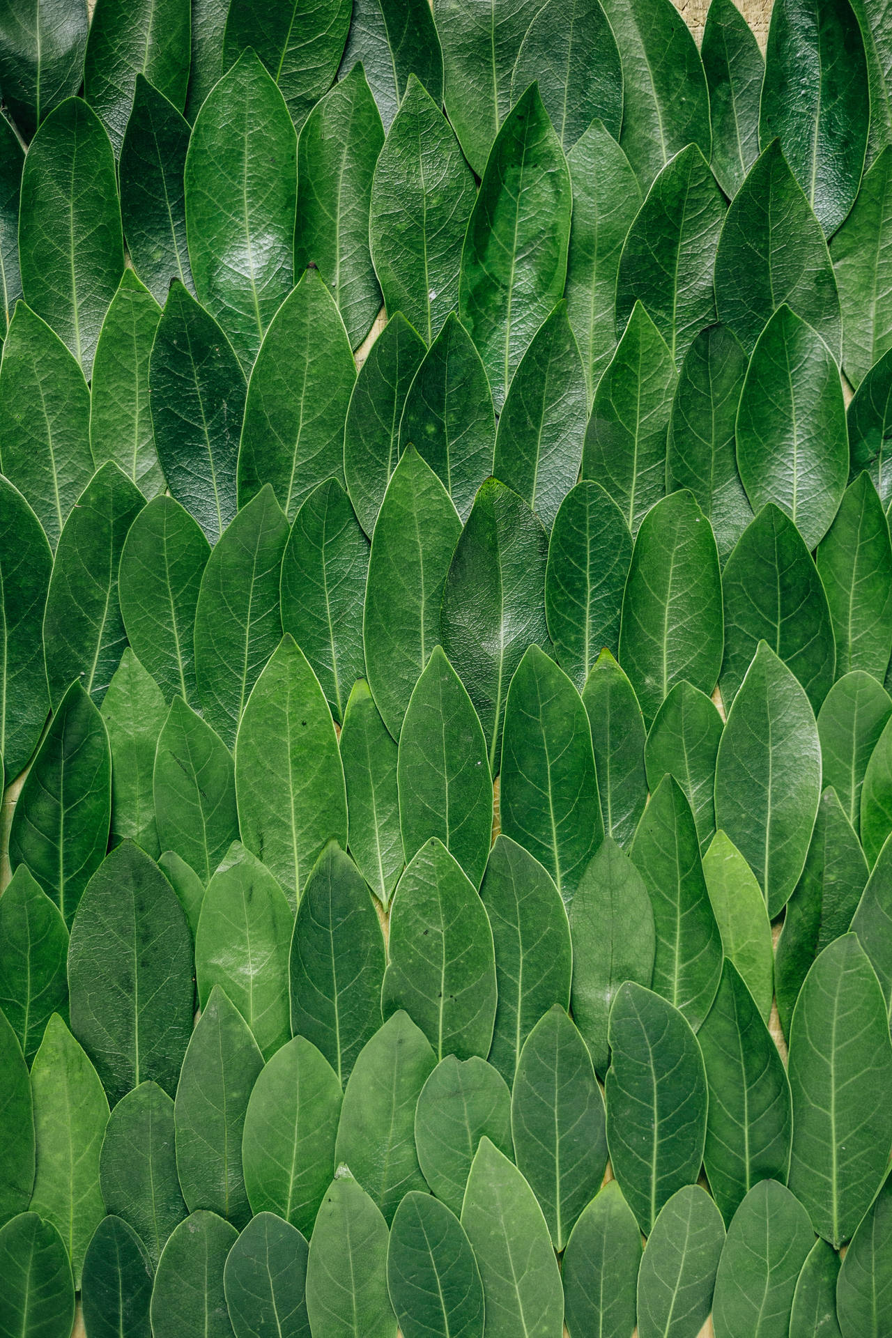 Redmi 4k Wallpaper