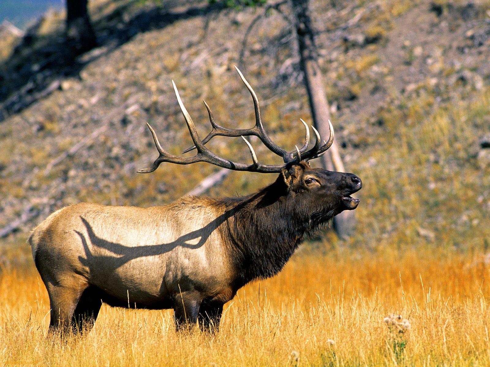 Elk HD Wallpaper Background