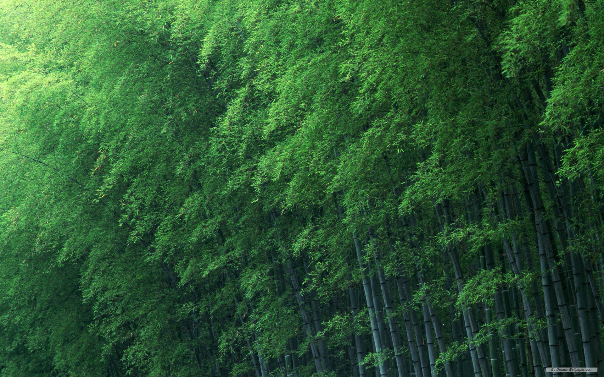 Wallpaper Bamboo Forest Index