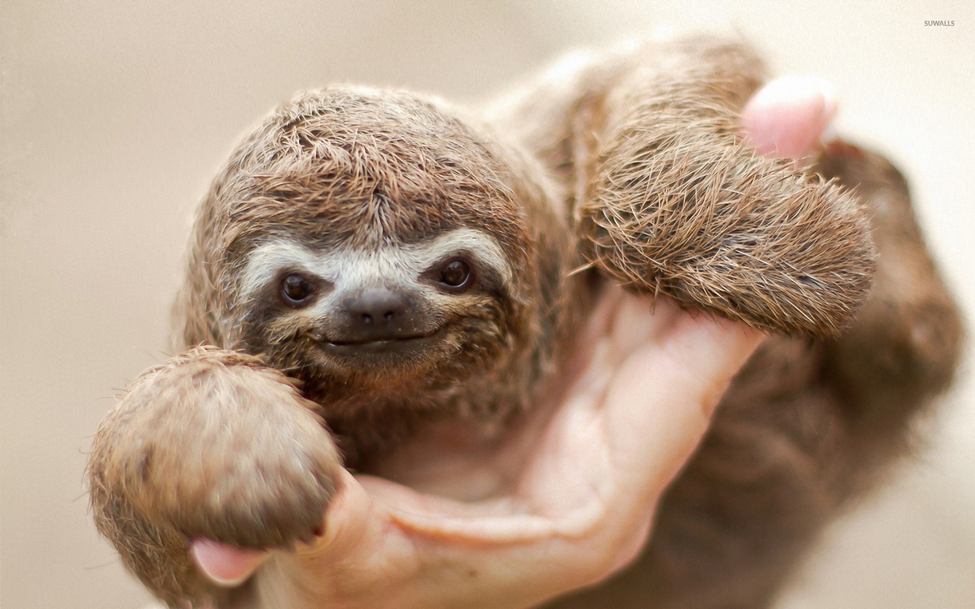 Sloth Baby Wallpaper Animal