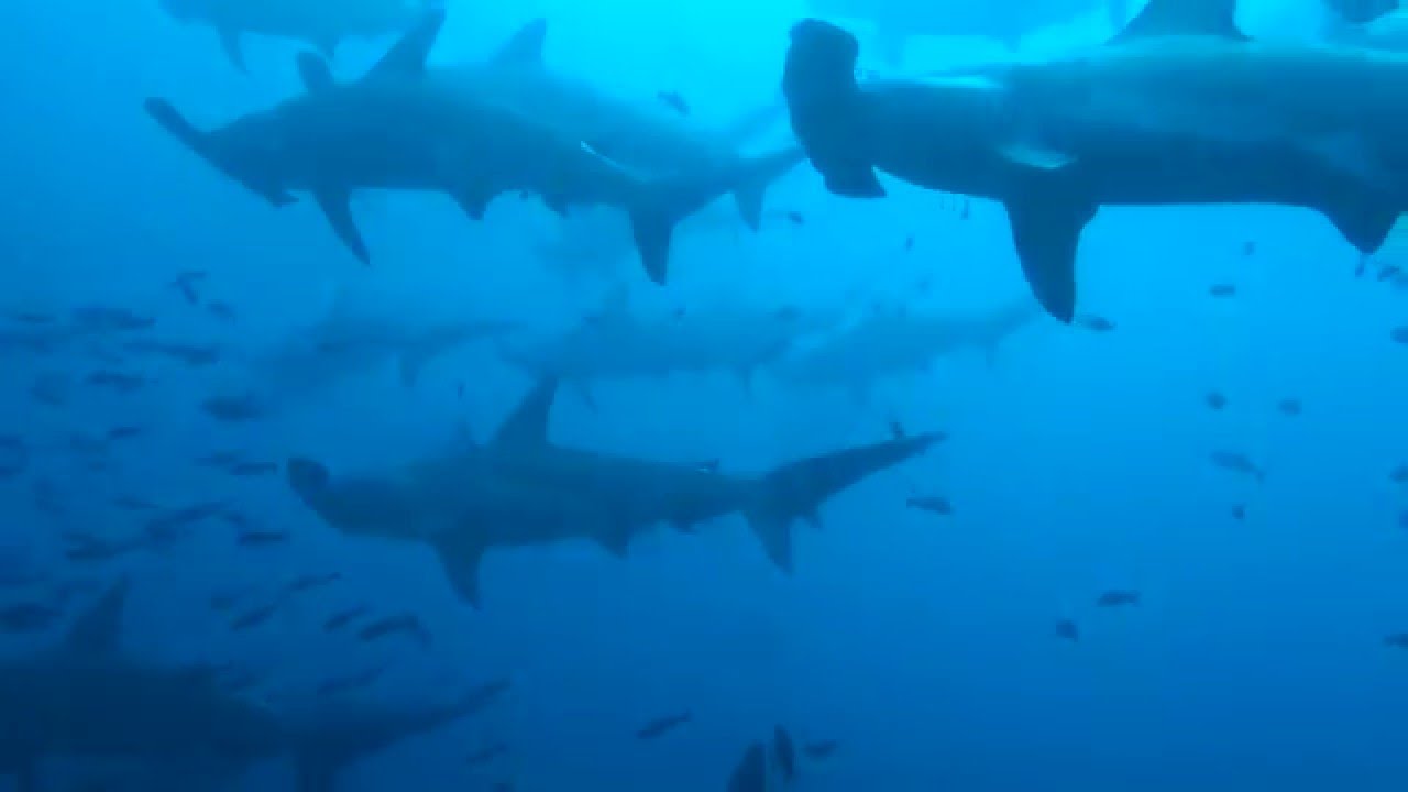 Galapagos Islands Home To World S Largest Biomass Of Sharks