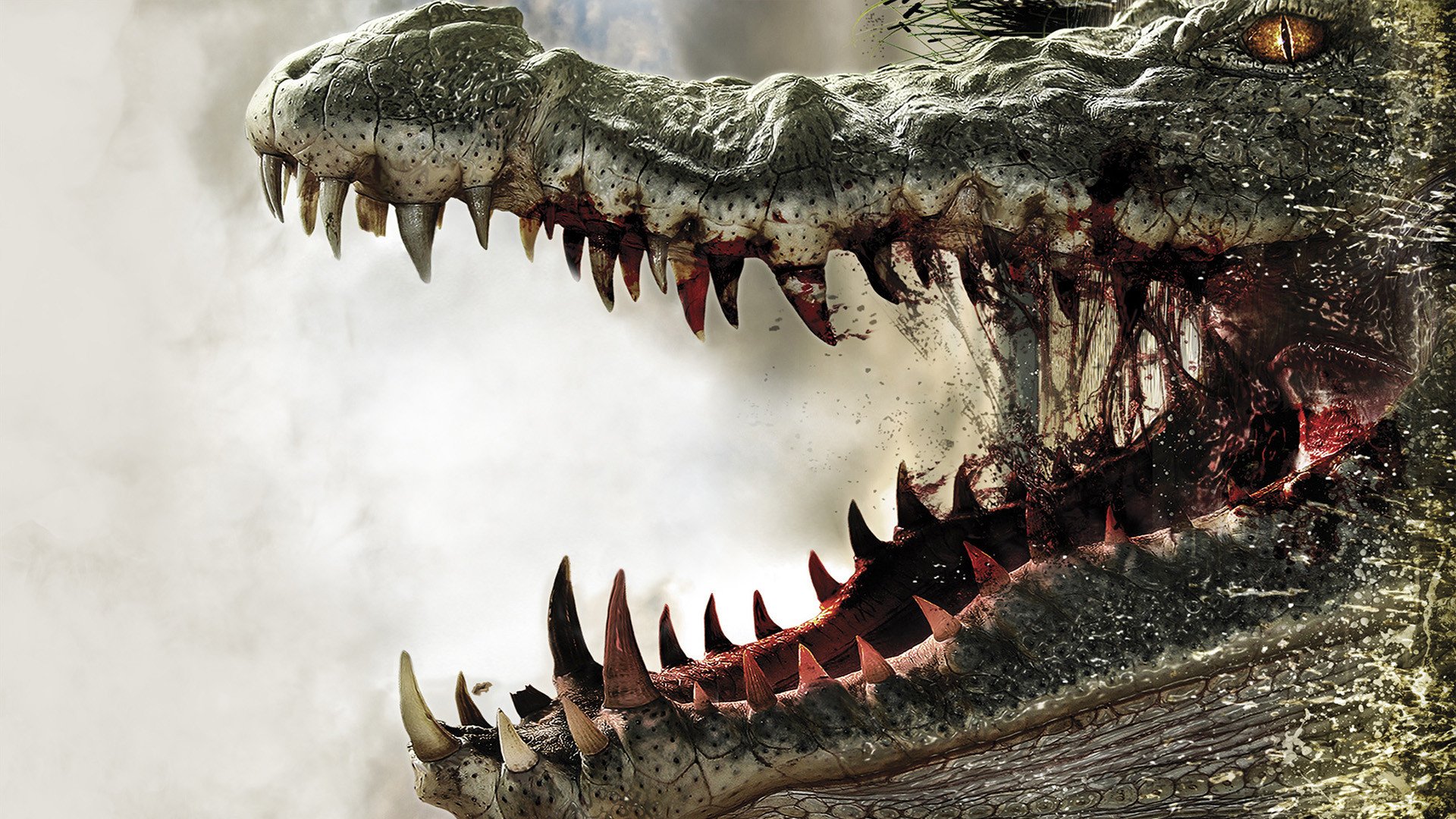 Alligator HD Wallpaper Background Image