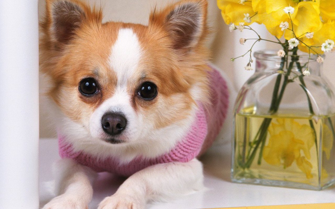 Cute Chihuahua Chihuahuas Wallpaper