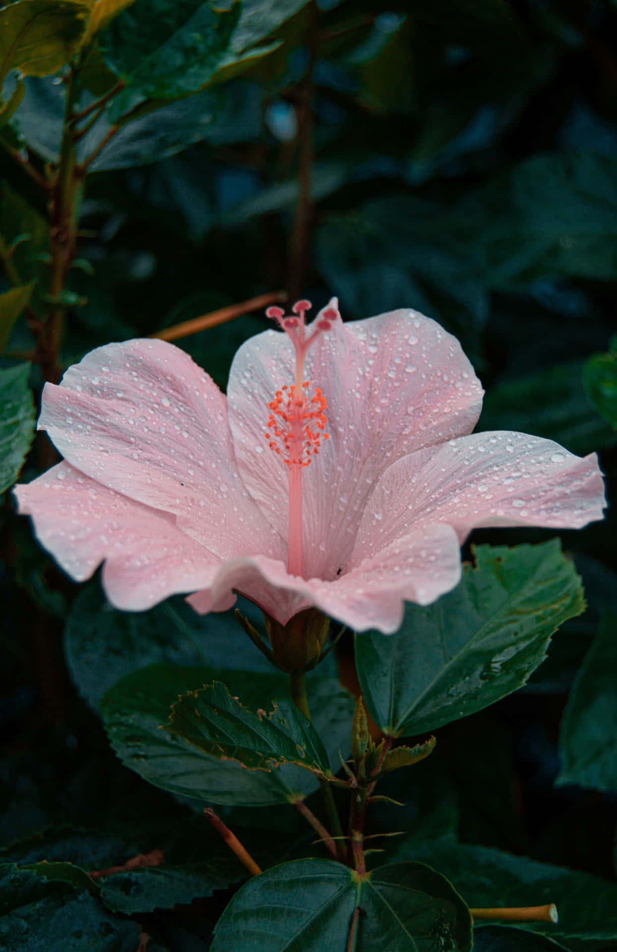 Hibiscus Aesthetic Wallpaper