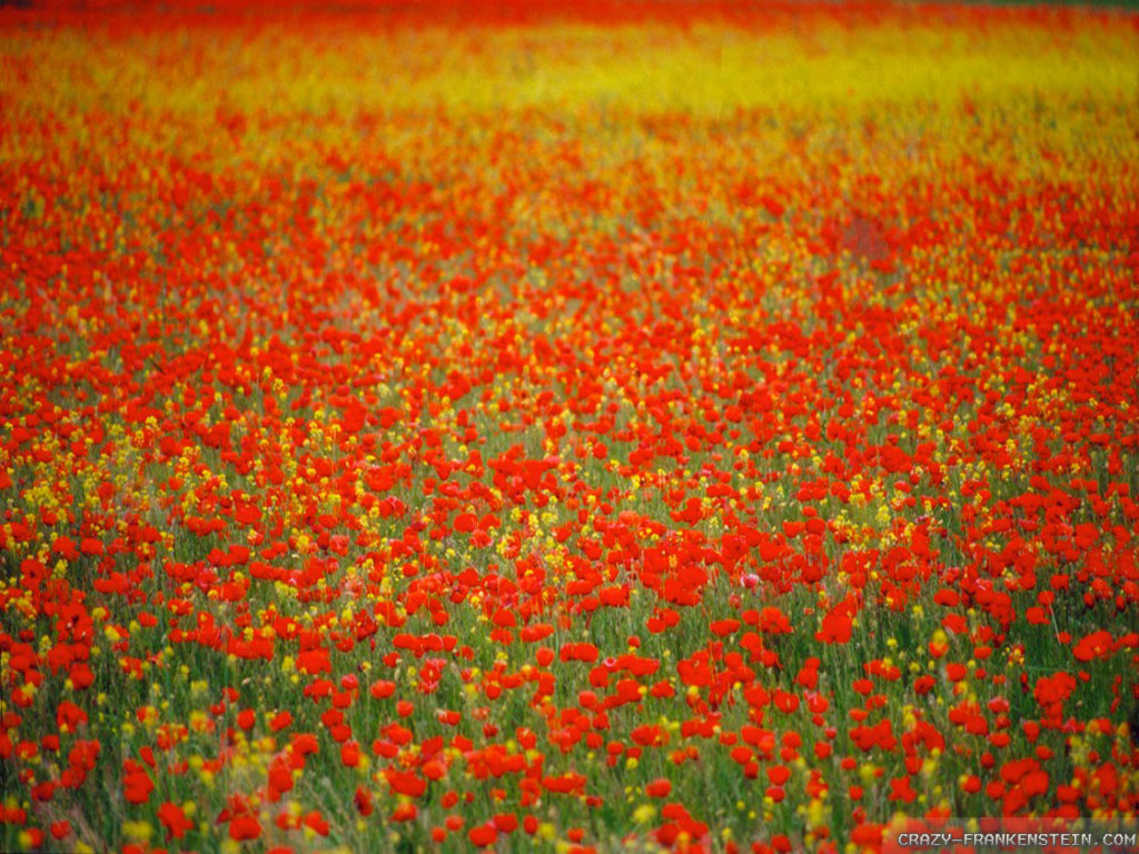 Poppy Field Wallpaper Pixel Nature HD