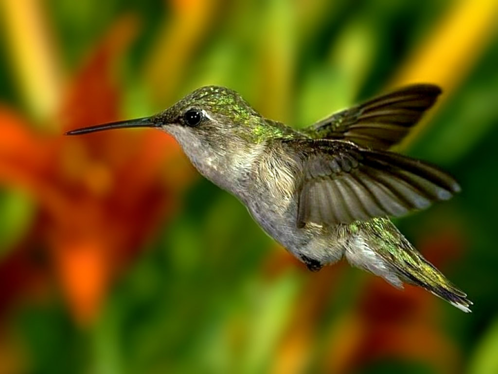 Hummingbird Wallpaper Christian And Background