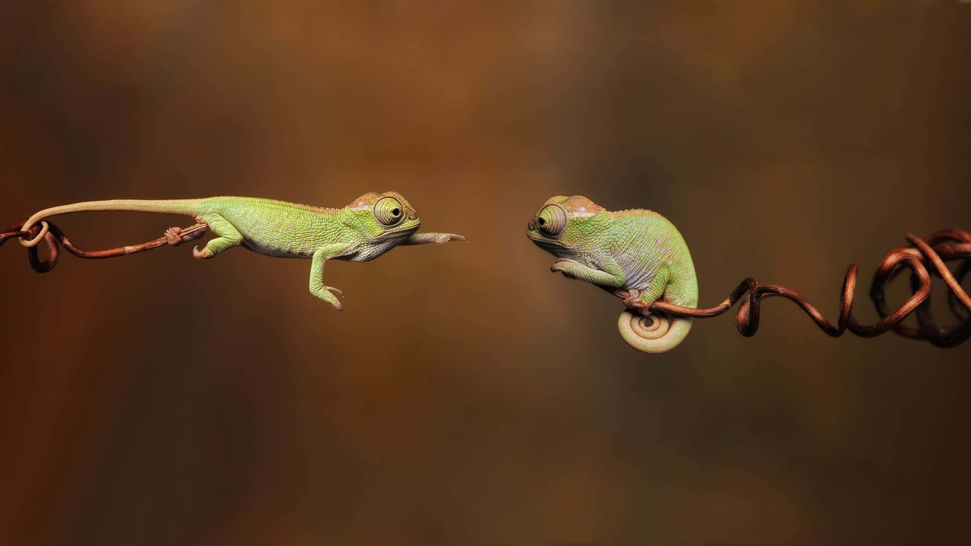 Aesthetic Animals Wallpaper