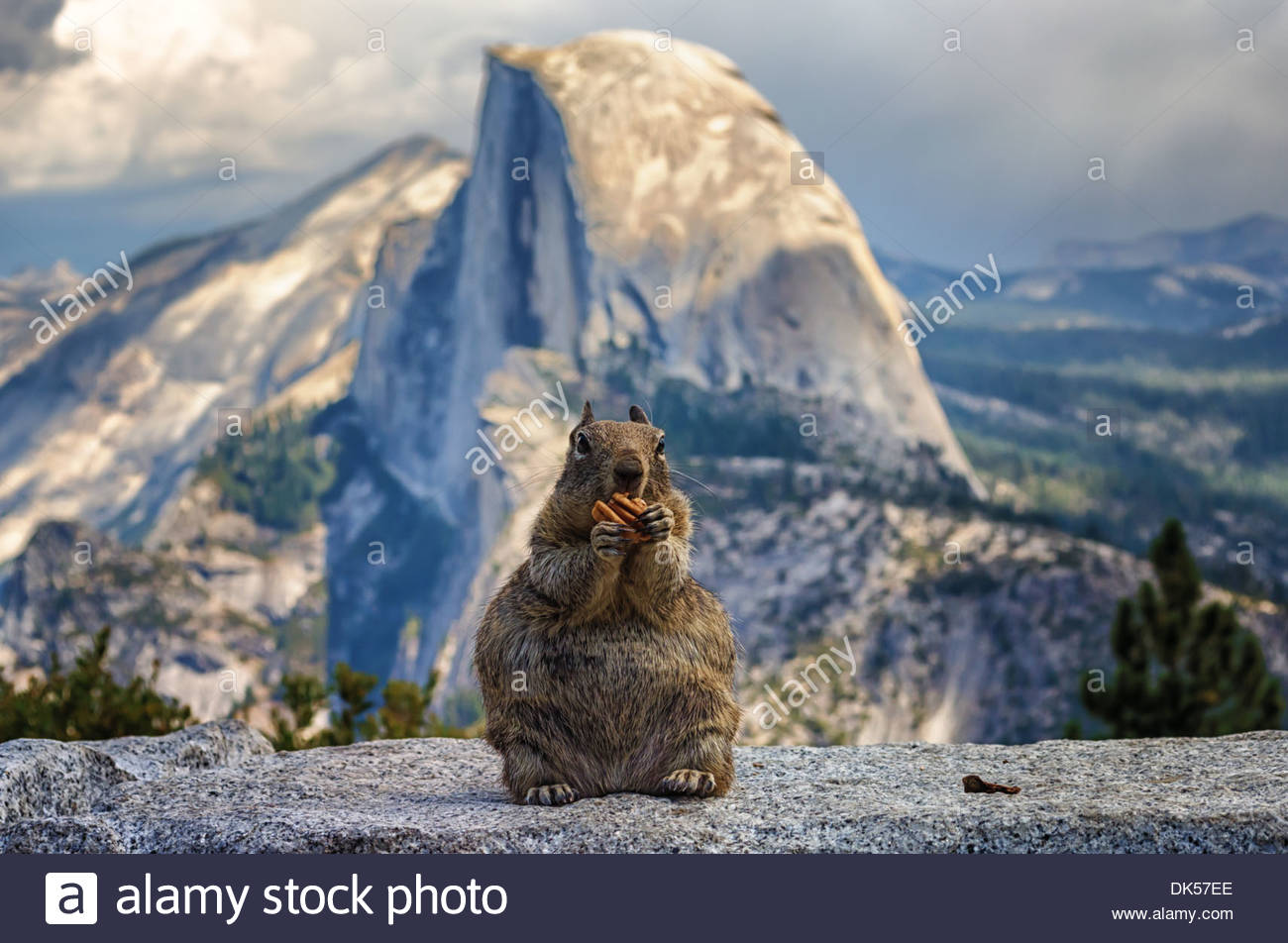 A Squirrel Eating Nut At Glacier Point With Half Dome In The