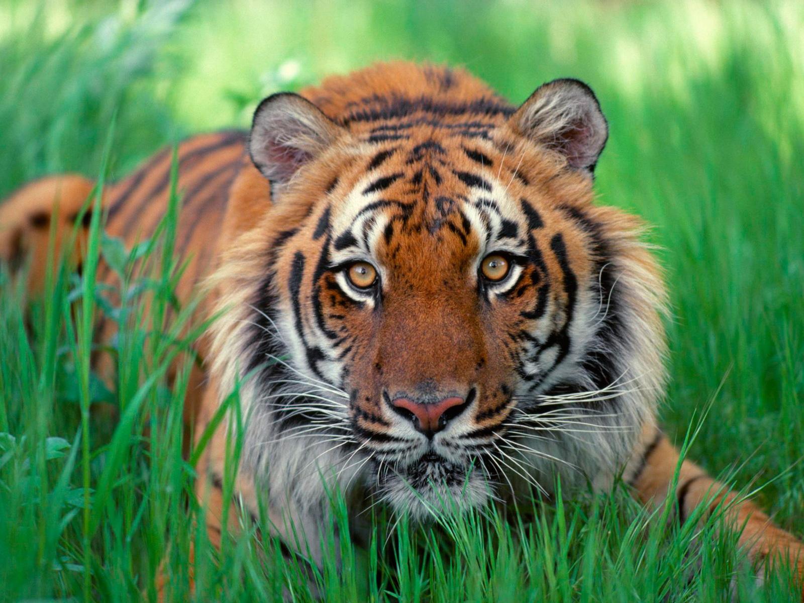 Sumatran Tiger Face Wallpaper Desktop Background Of The