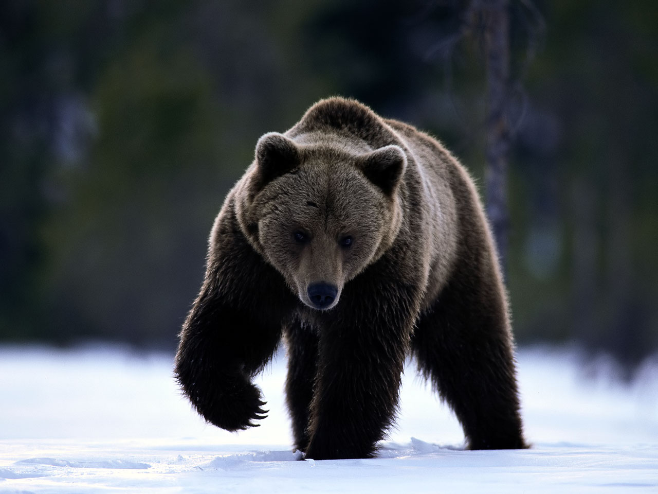 Grizzly Bear Wallpaper Wild Big