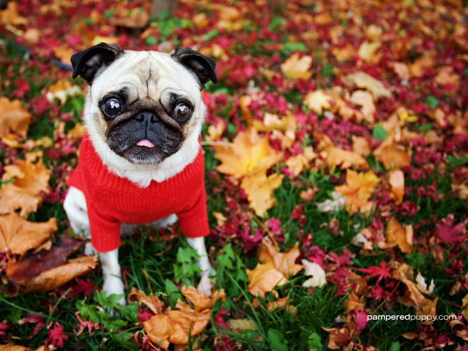 Free dog wallpaper   Funny pug in fall leaves
