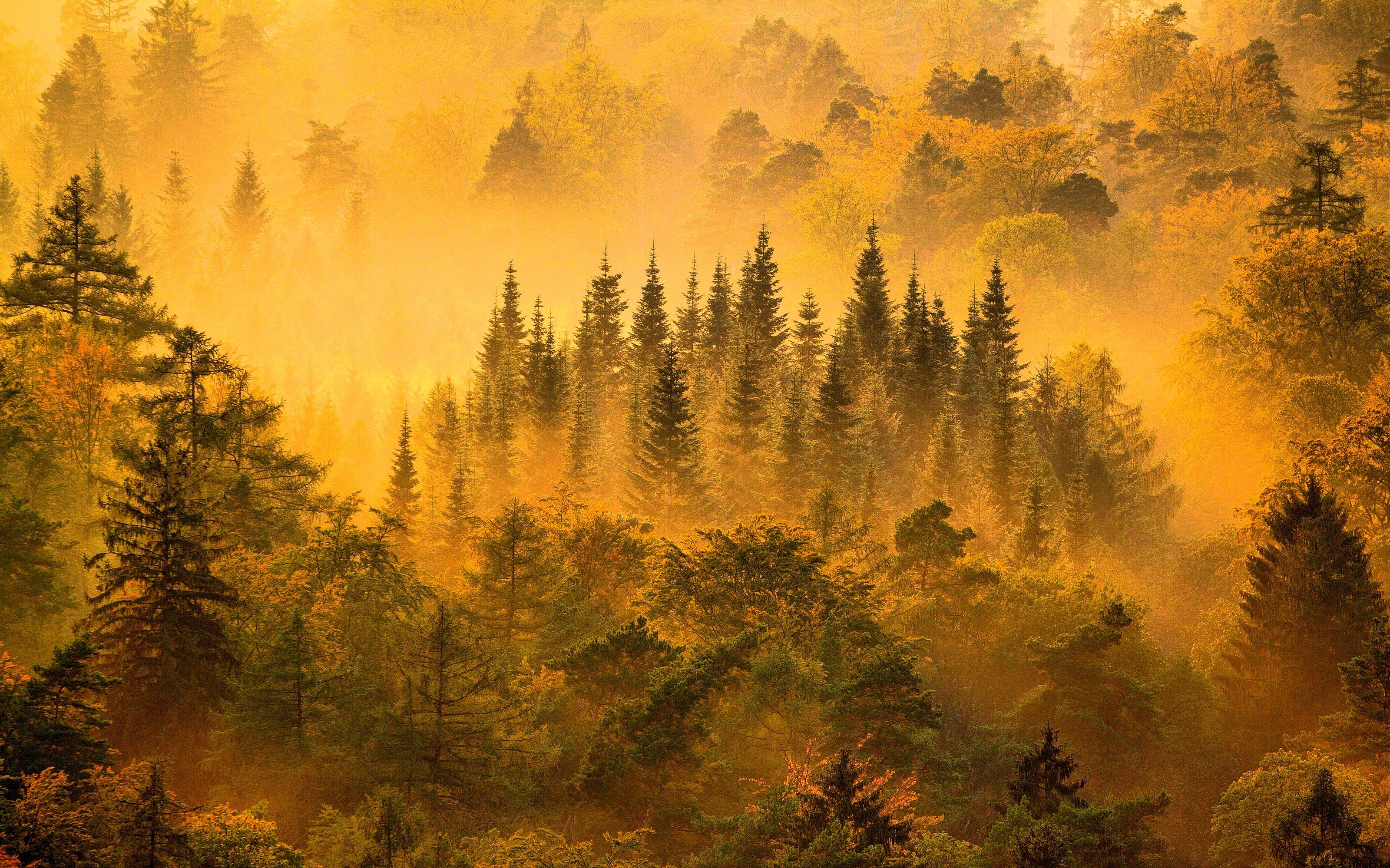 Nature Landscape Mist Forest Sunrise Trees Fall Mountain