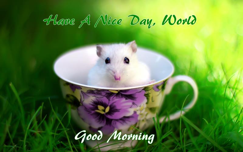 Cute Good Morning Image Wallpaper High Quality