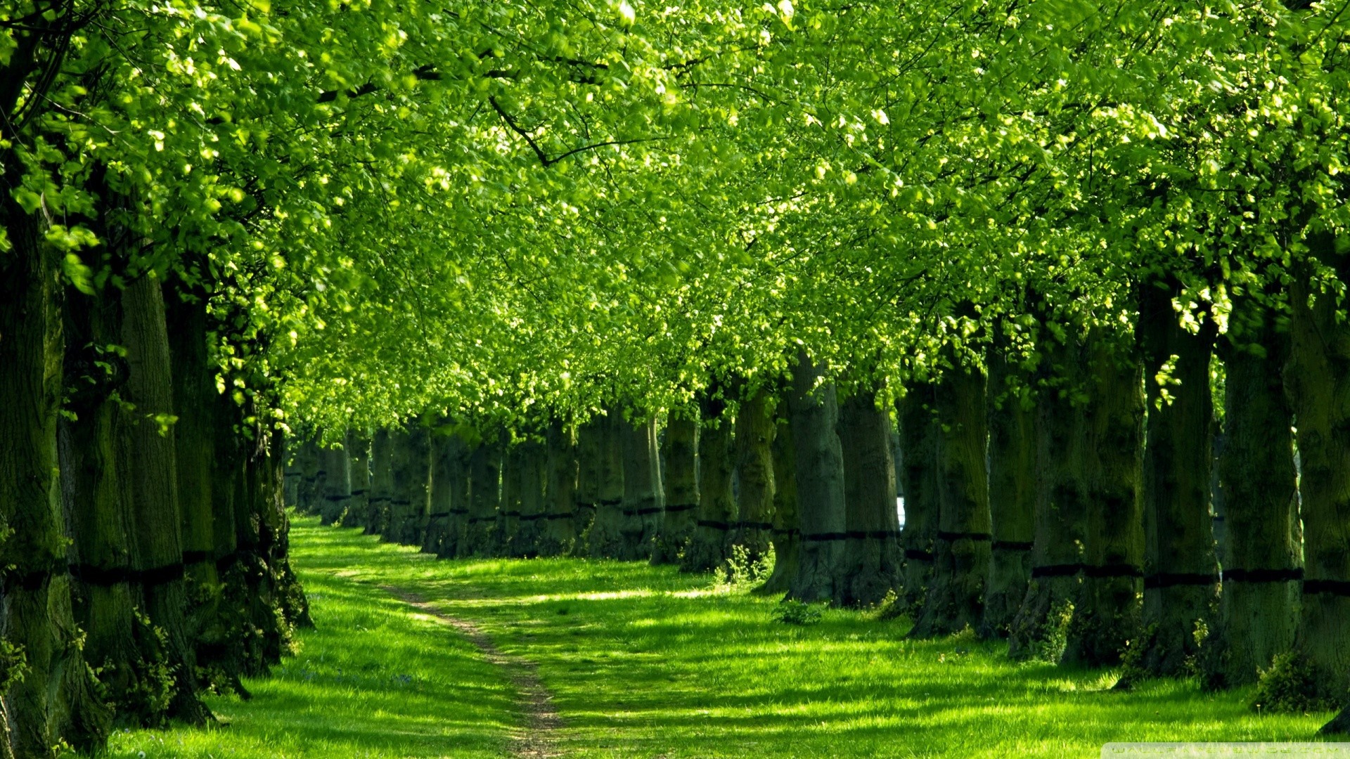 Green Nature Wallpaper Sf