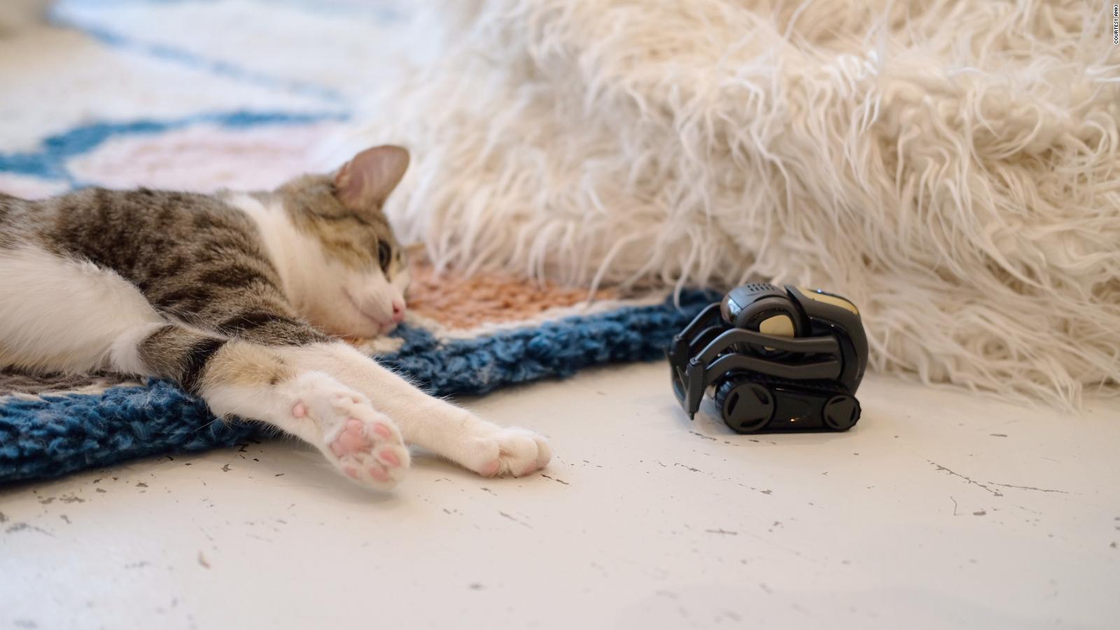 Vector How Cats Are Helping Robots Learn Cnn