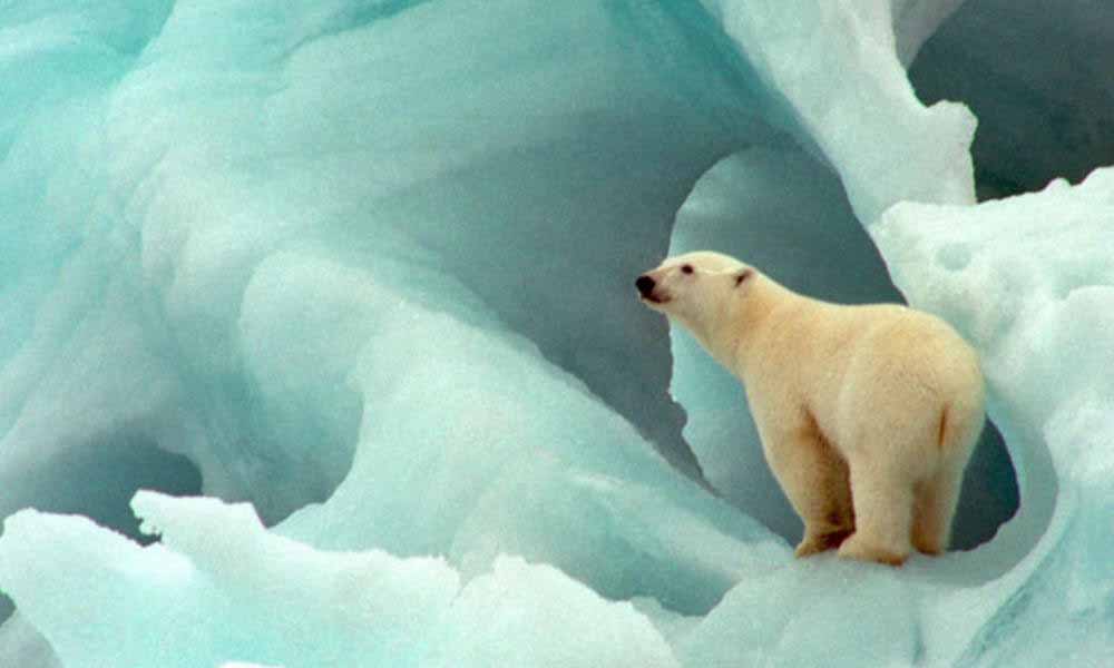 Wallpaper Polar Bear Desktop Image