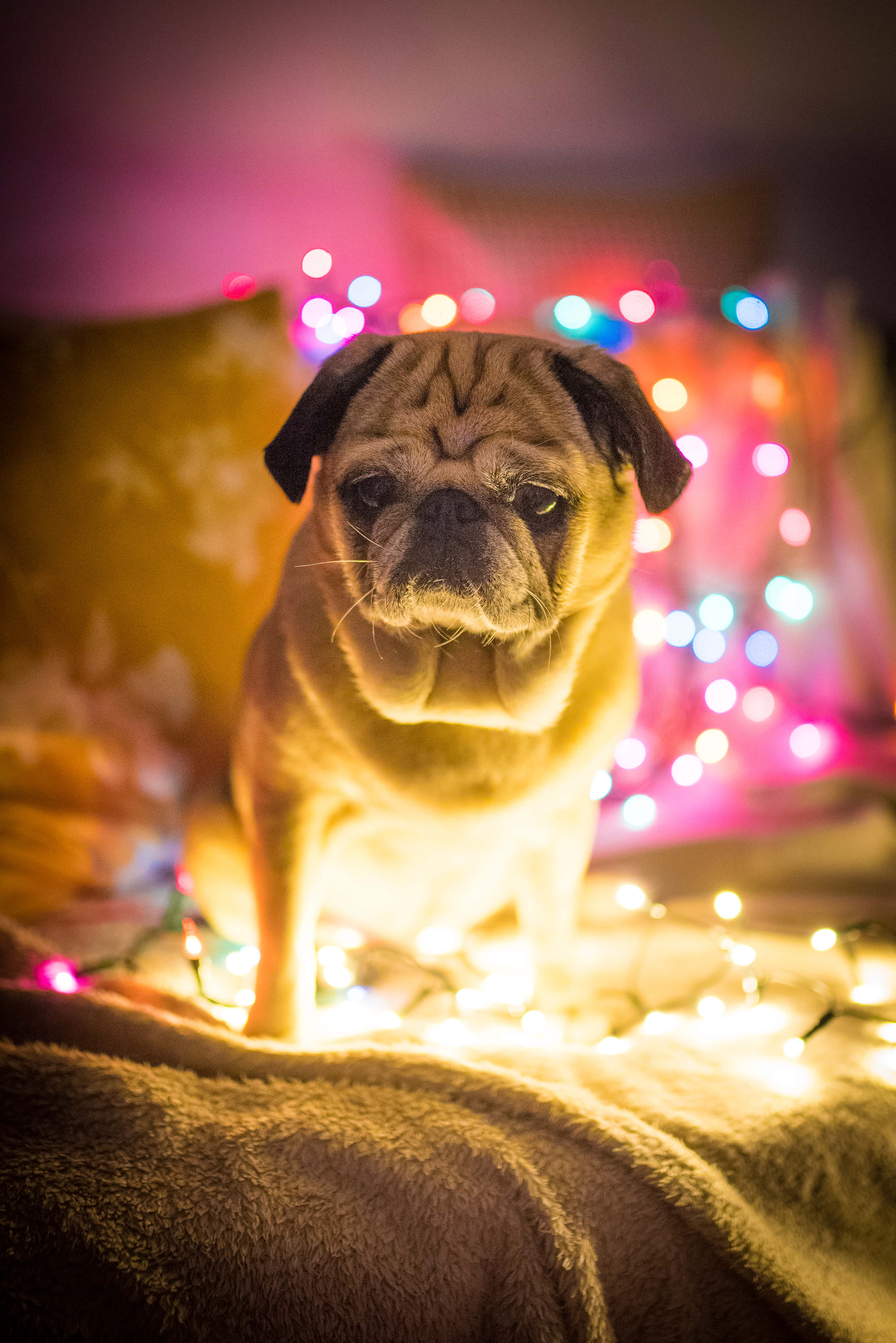 Christmas Lights Cute Wallpaper
