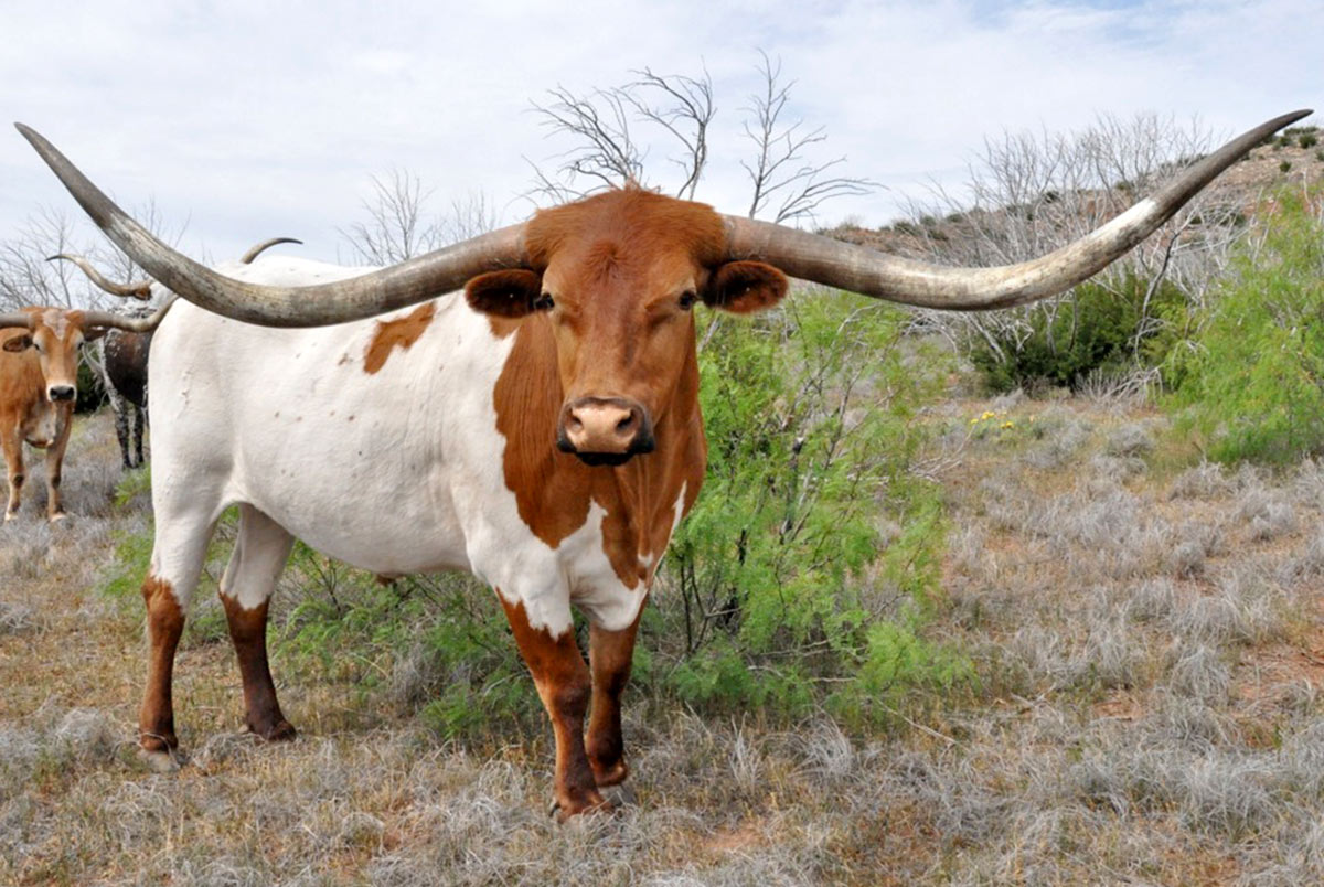 Dickinson Cattle Co Llc Home Inventory Texas Longhorn