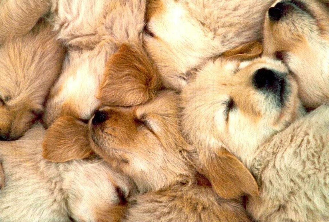 Golden Retriever Sleeping Puppies Photo Html