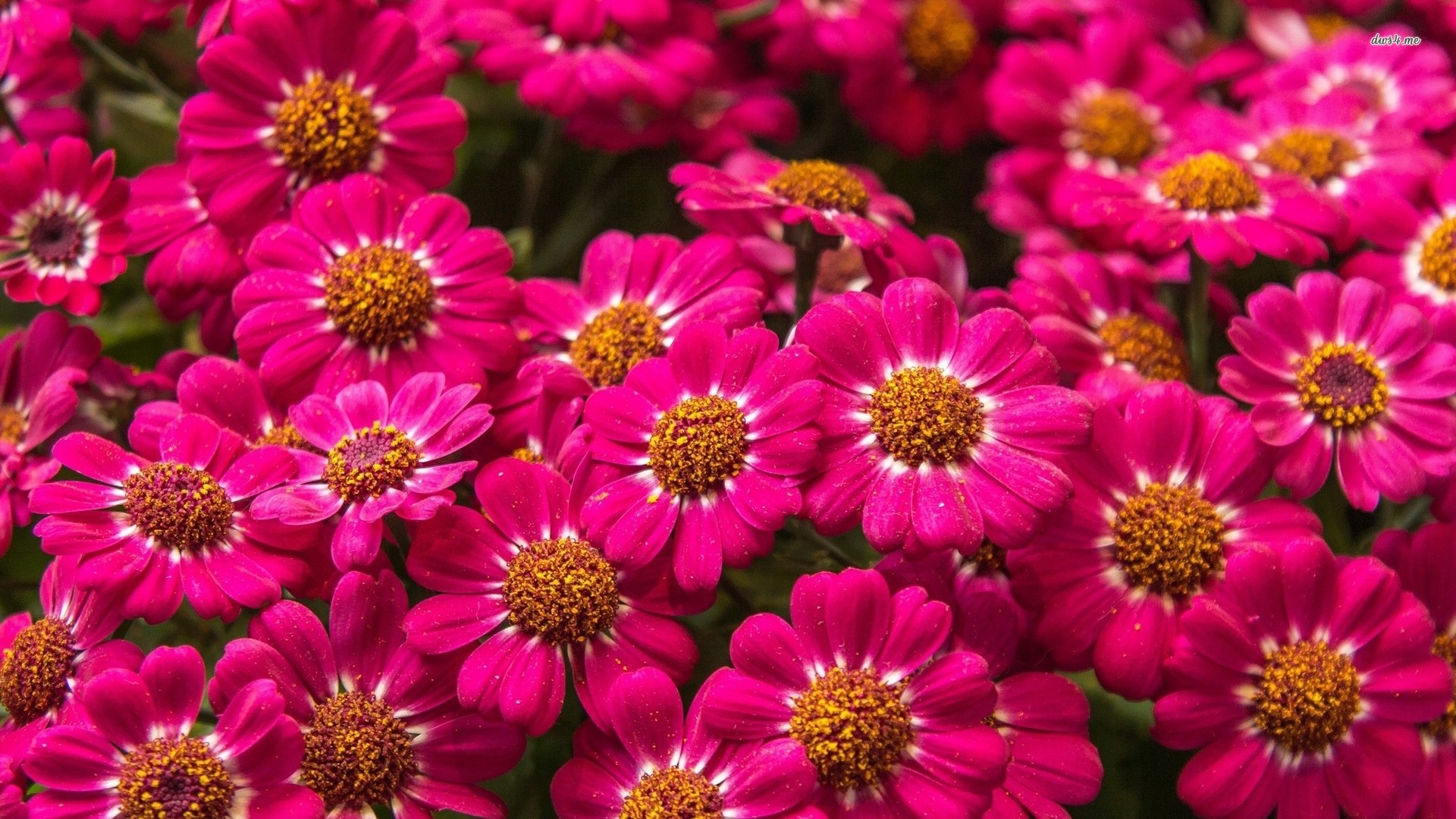 HD Flower Wallpaper
