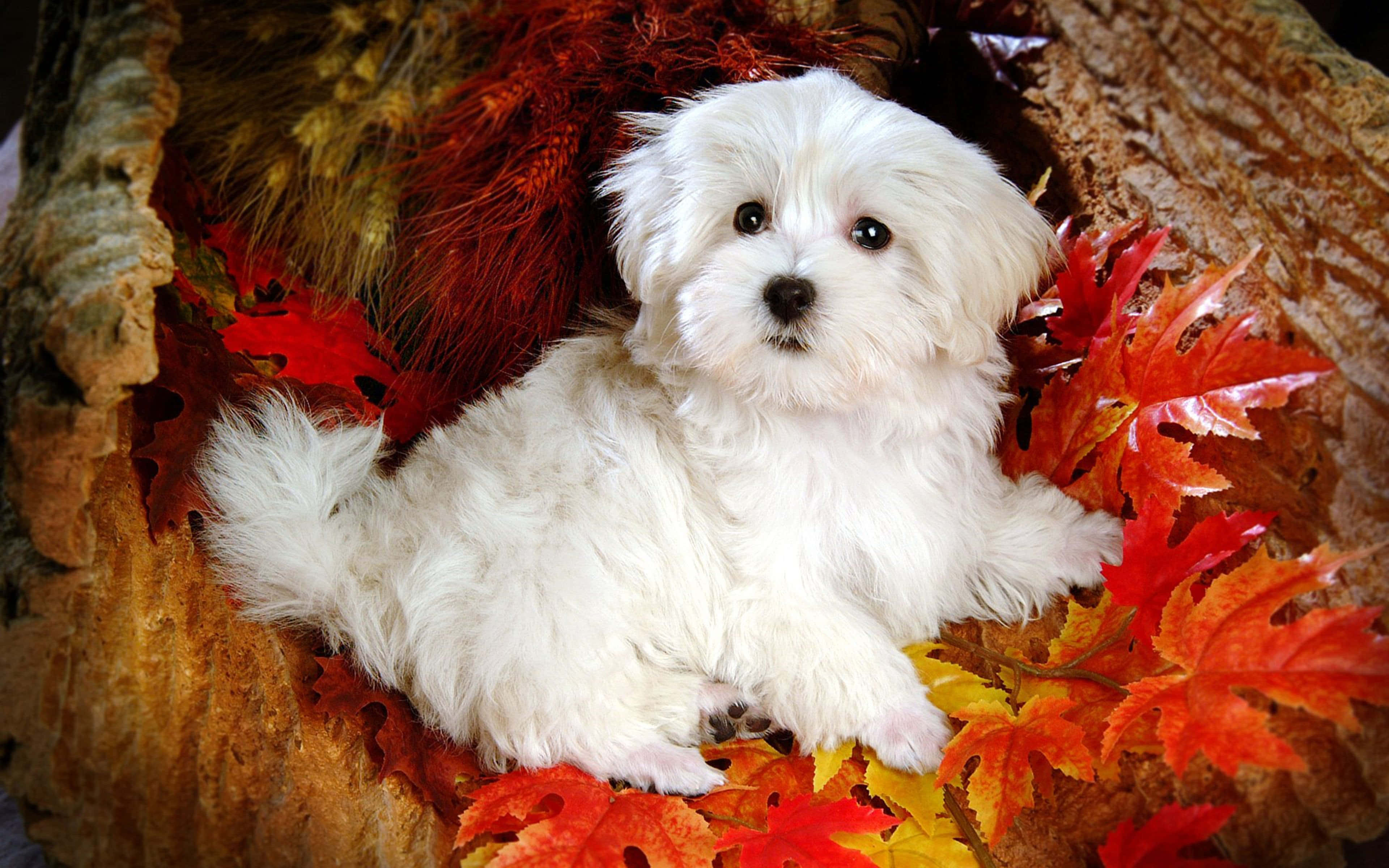 White Dog Picture Wallpaper