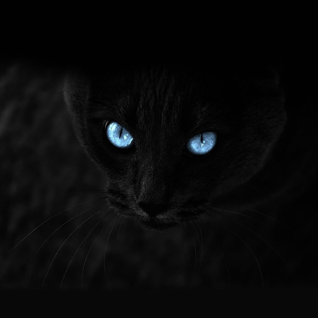 Blue Staring Cat Eye Dark iPad Wallpaper iPhone