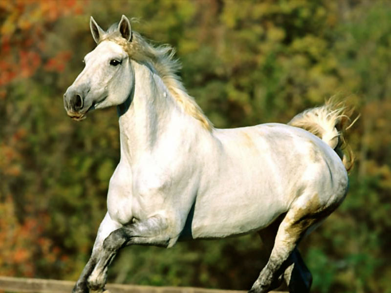 Wallpaper White Horse