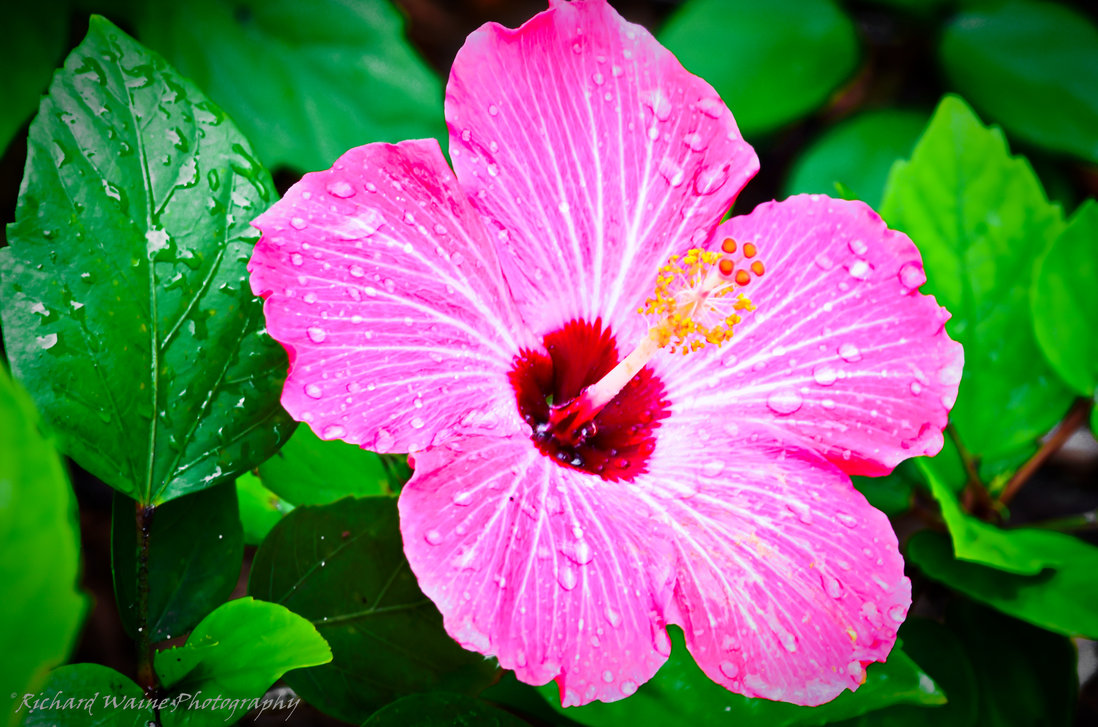 Tropical Flowers Wallpaper HD Quality