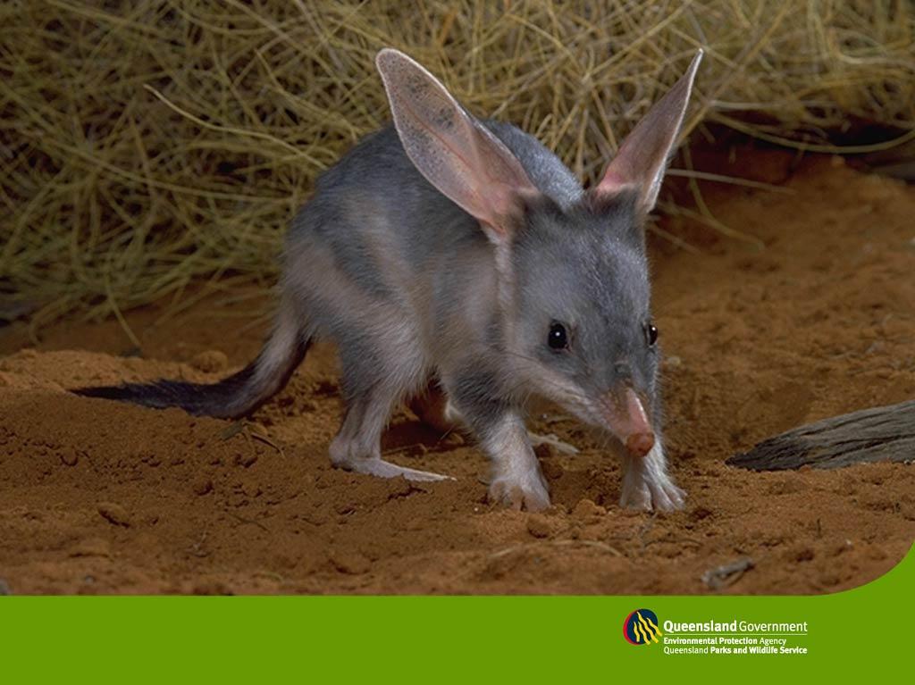 Bilby Wallpapers Animals Town