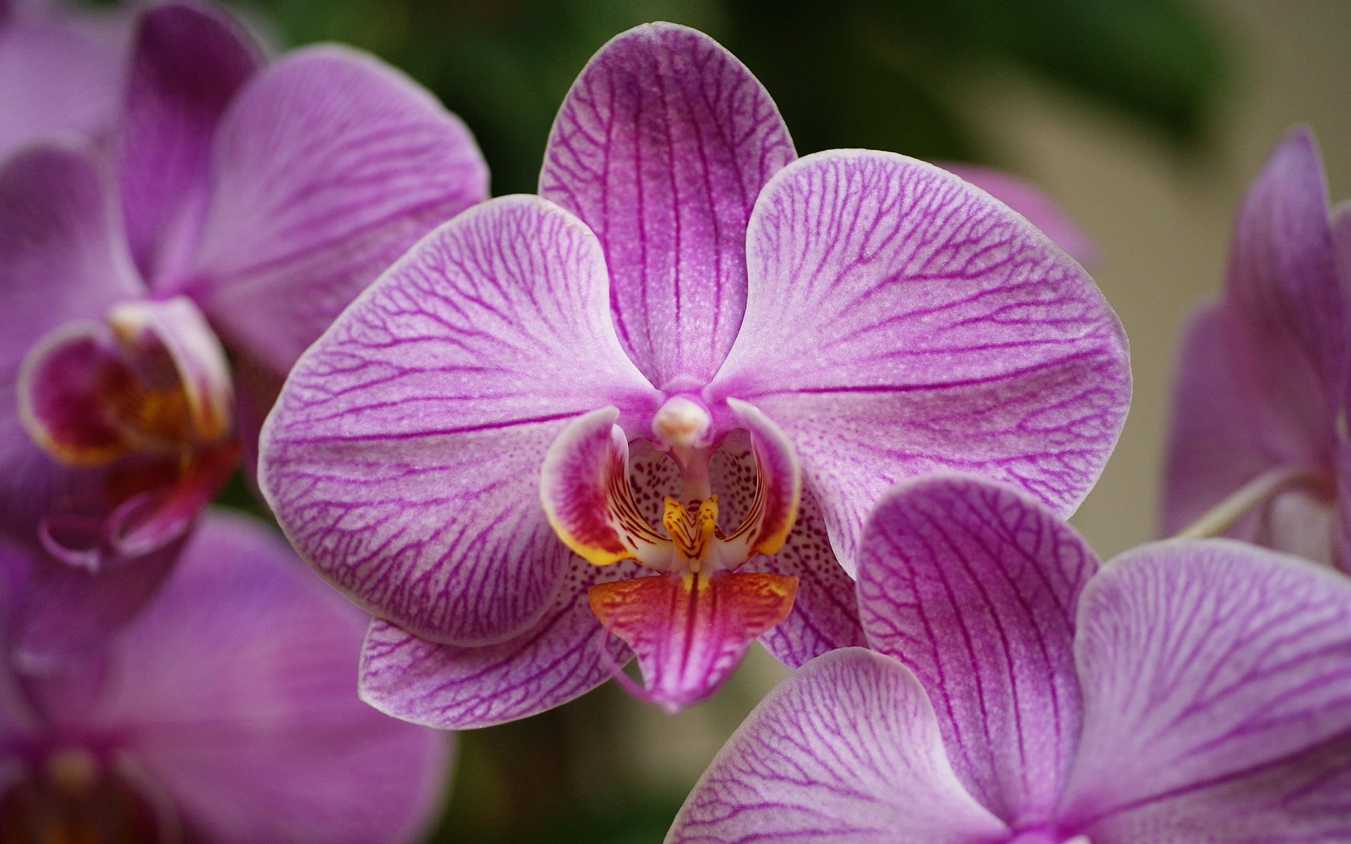 Beautiful Orchid World Wallpaper Photo Photography Photos